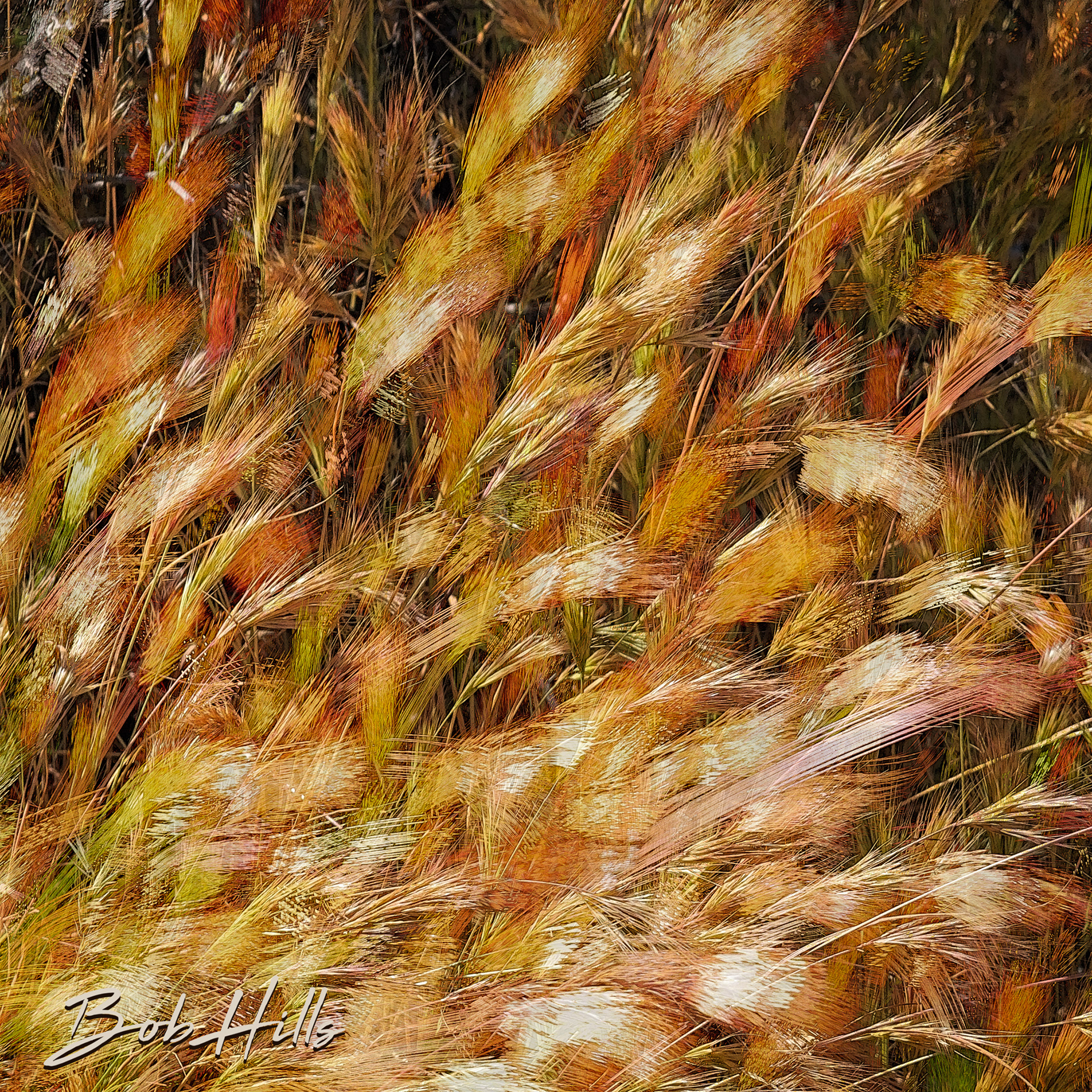 Grasses