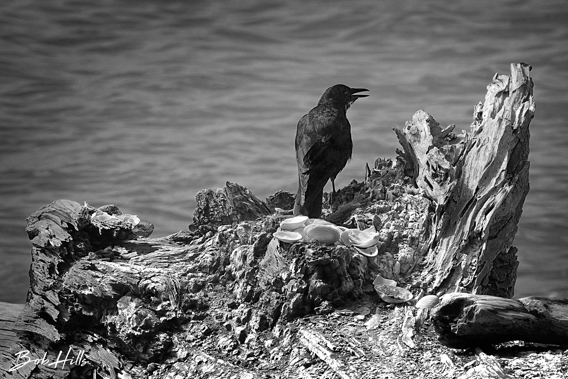 Blackbird on Drifted Log