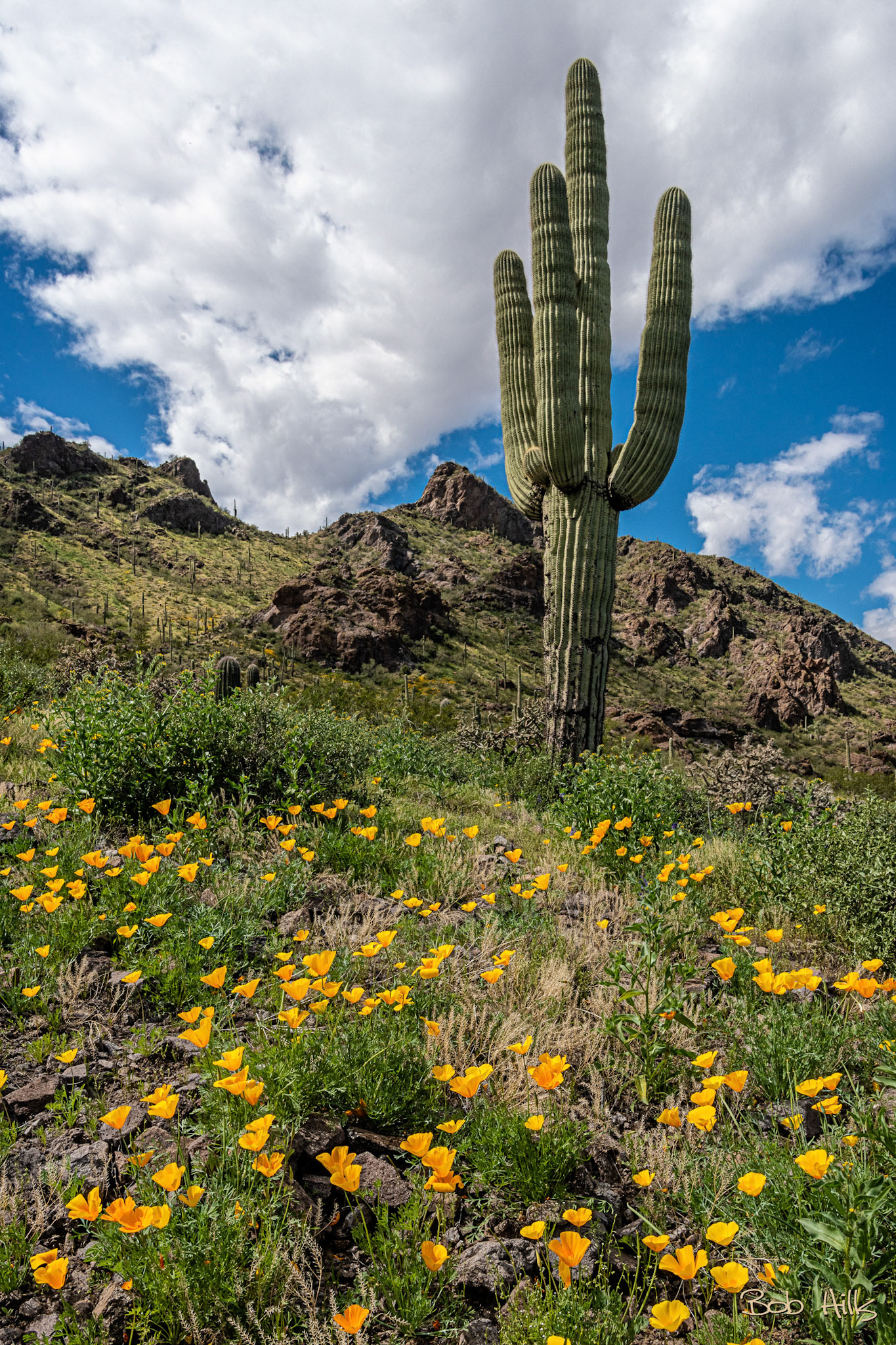 Picacho Cactus and Poppies
