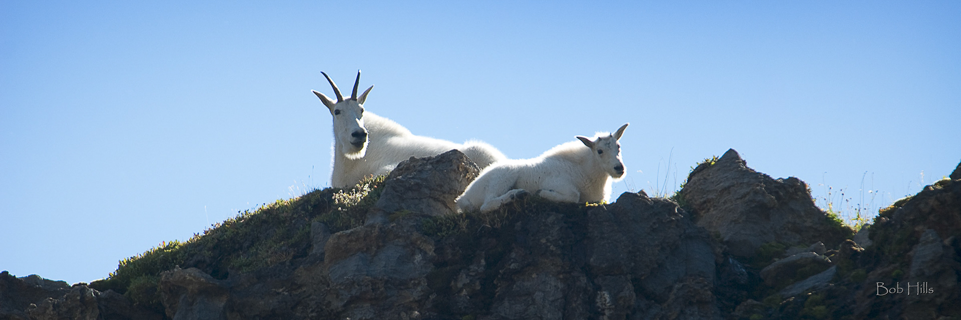 Two Goats on a Cliff