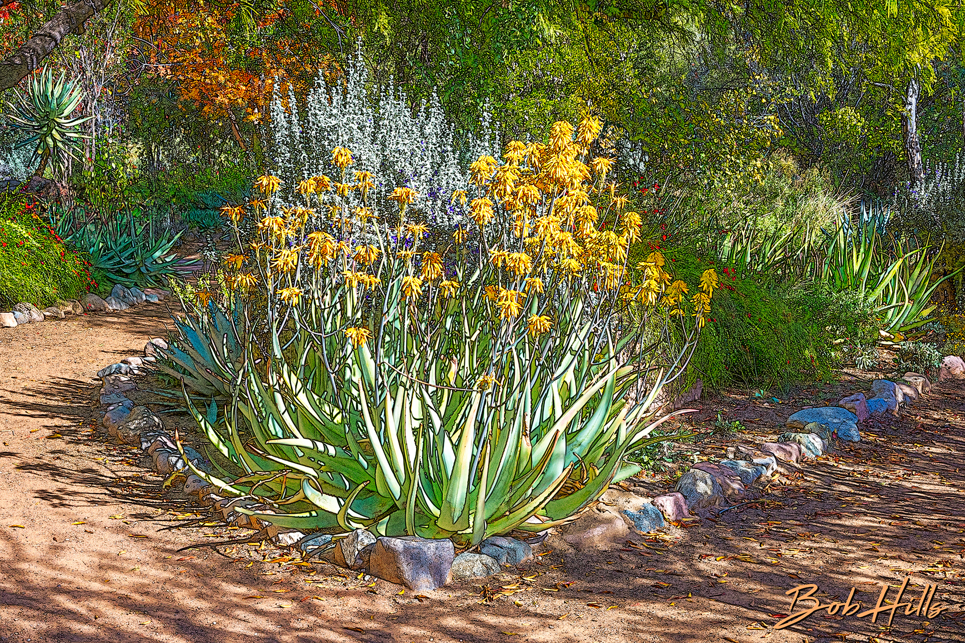 Sonoran Garden - 53