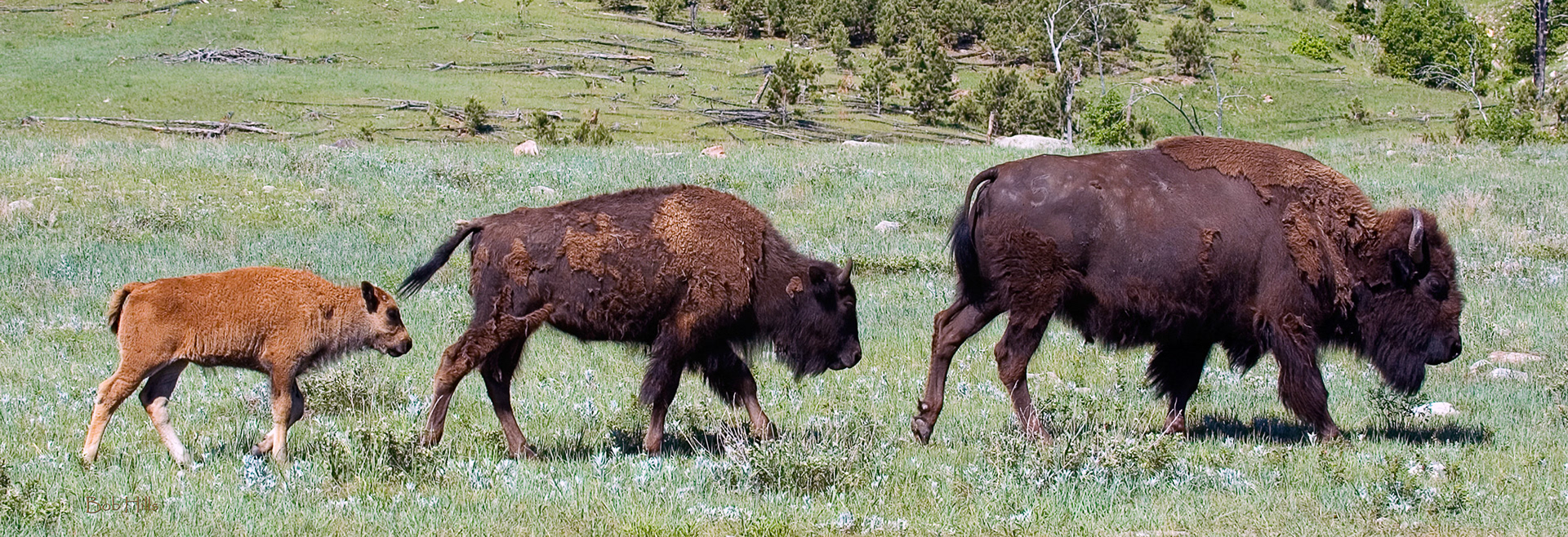 Bison Trio