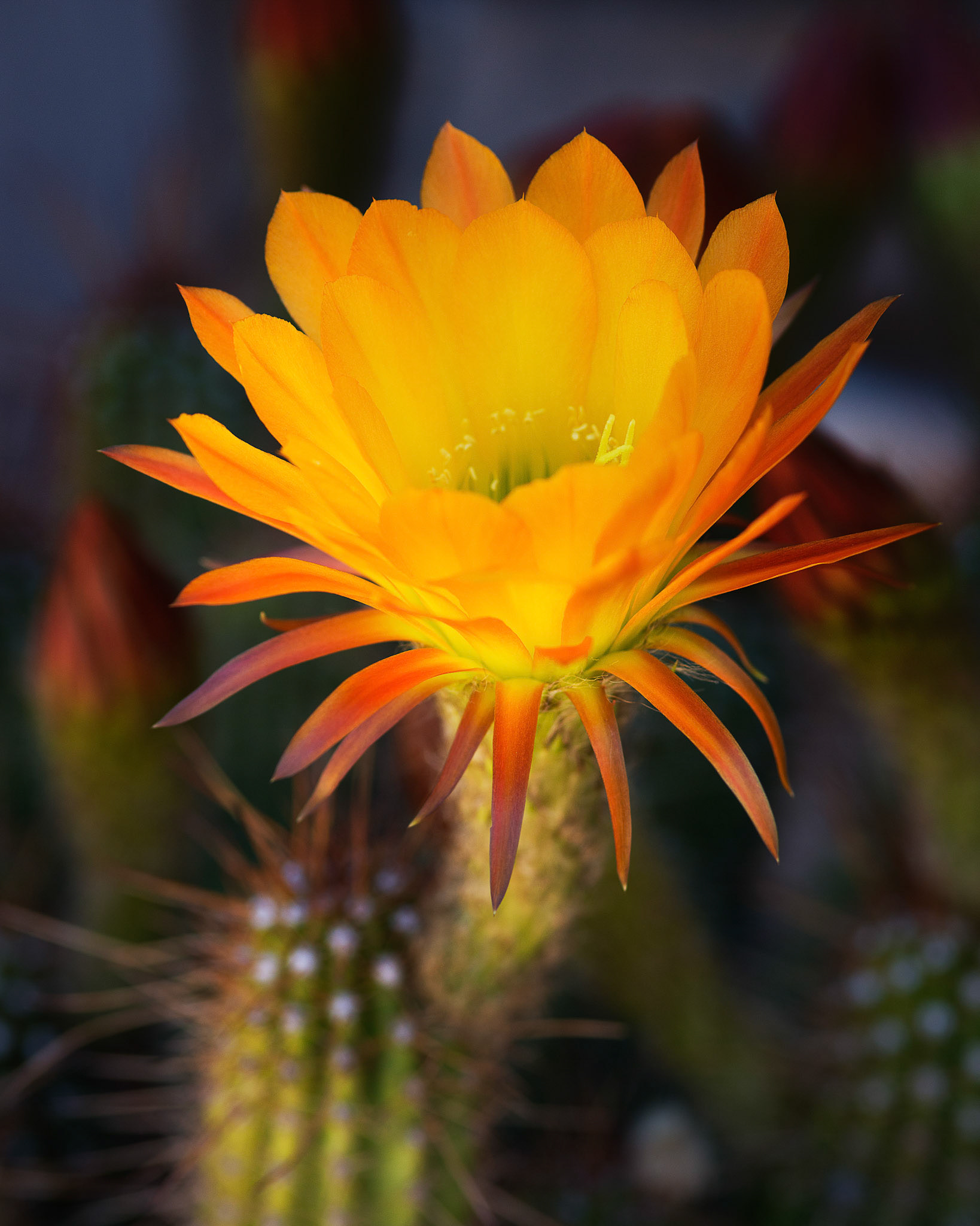 Trichocereus 1