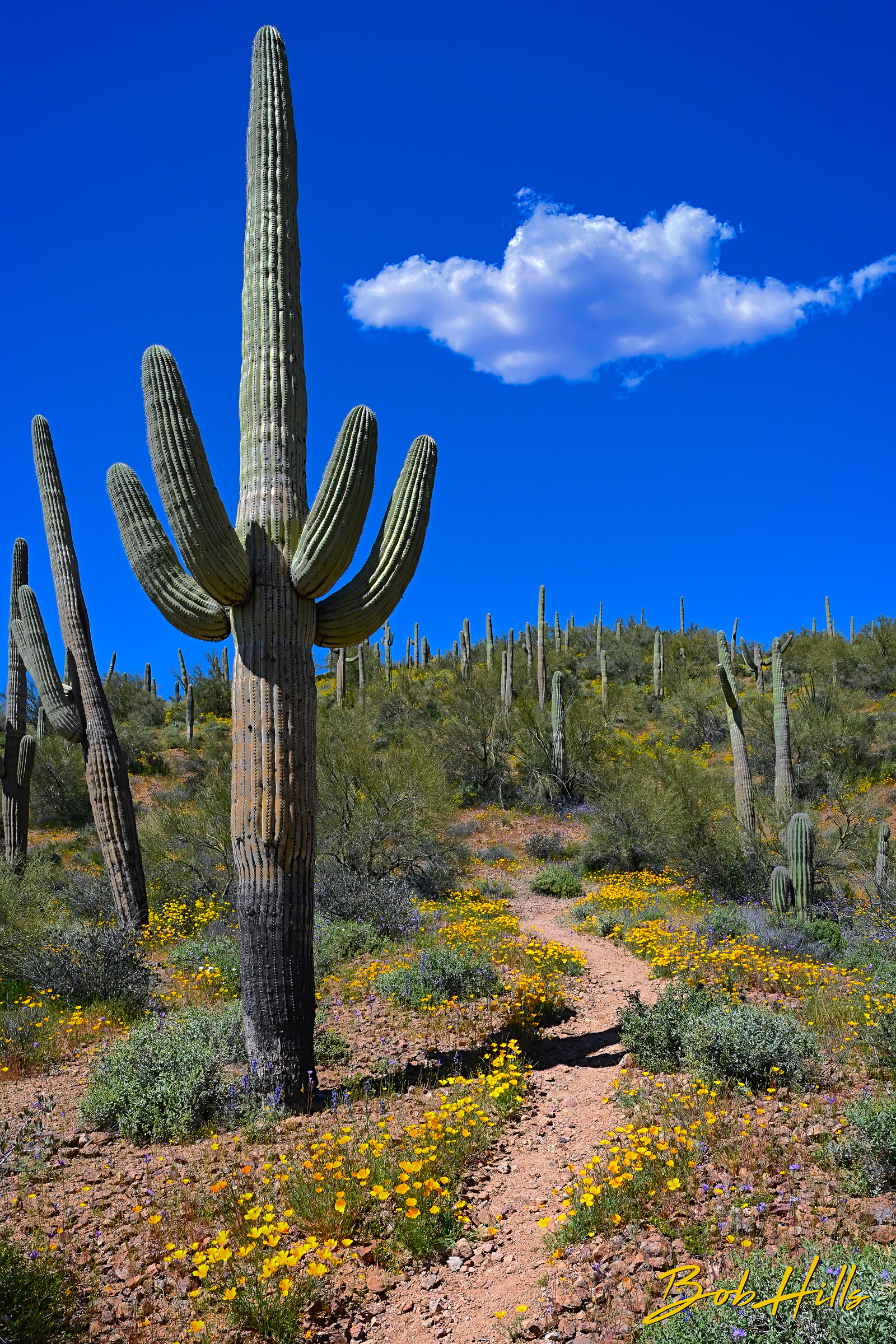 Saguaro and Cloud with Poppies