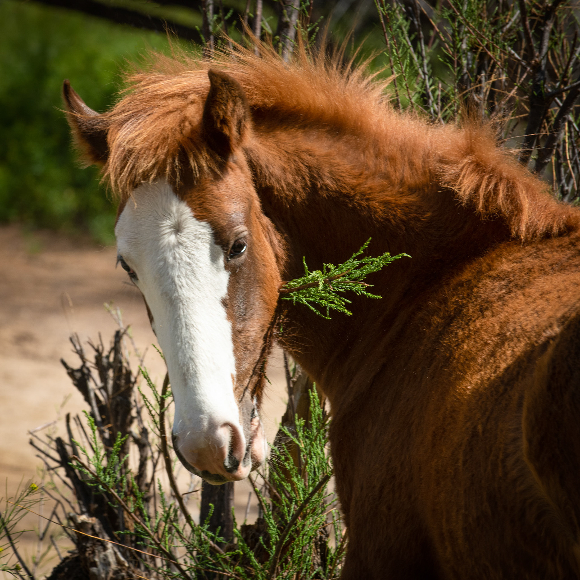 Young Wild Horse