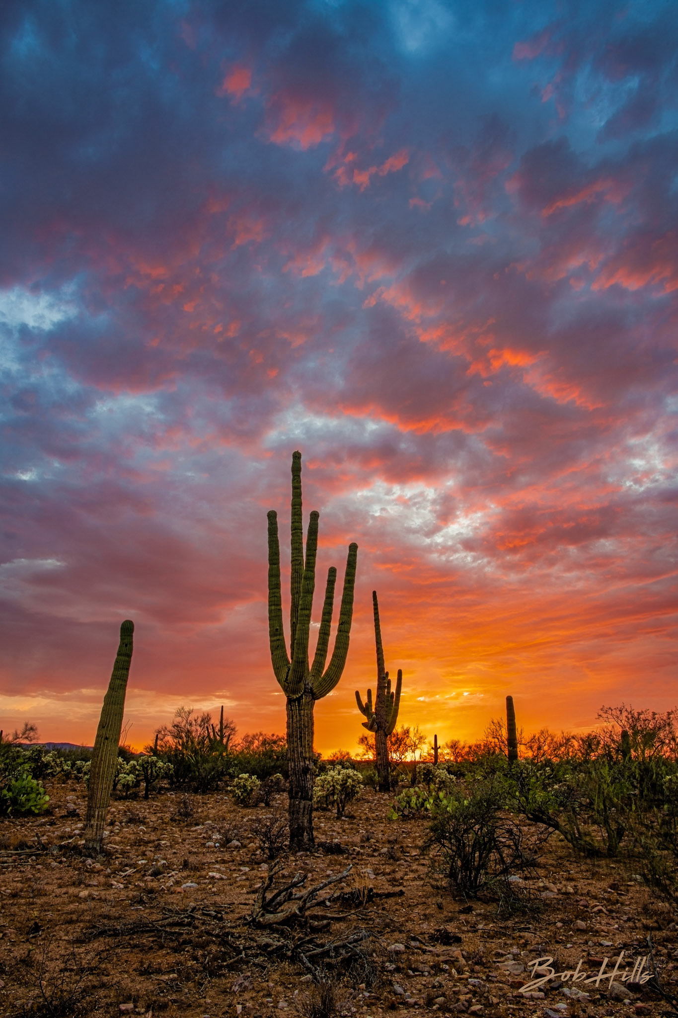 Bob Hills - Desert Sunsets