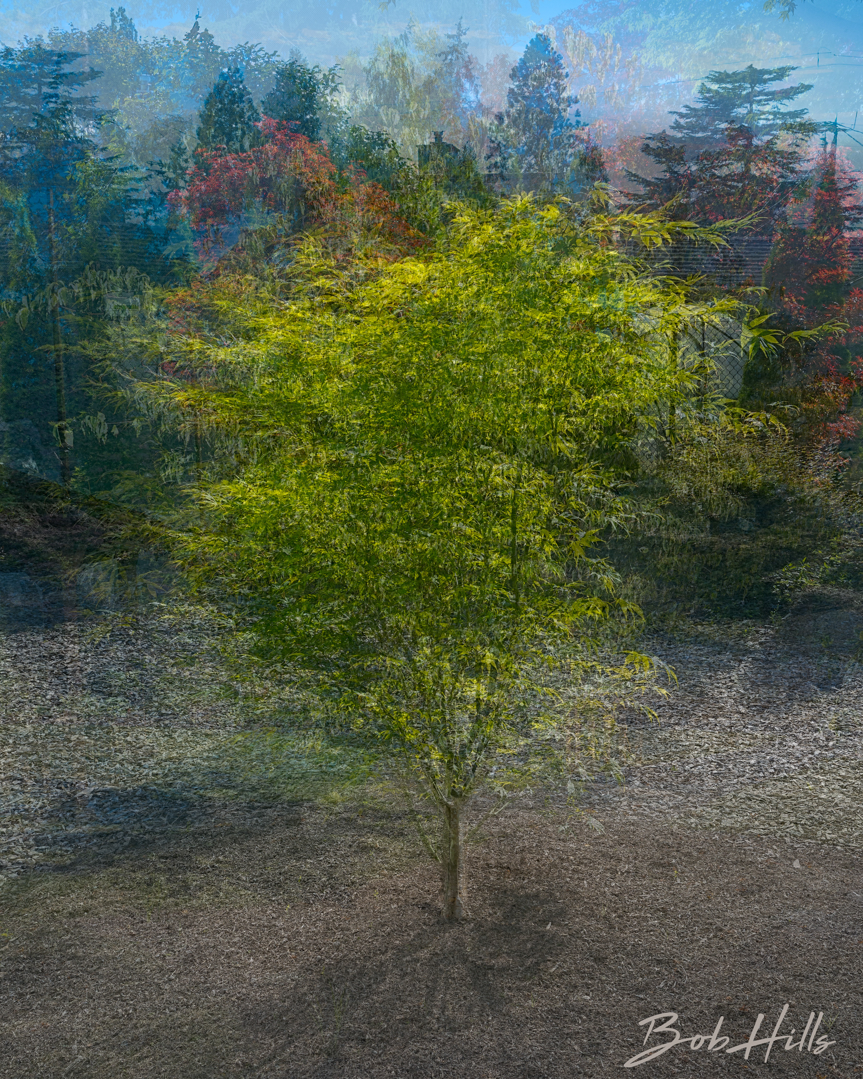 Small Tree In-The-Round