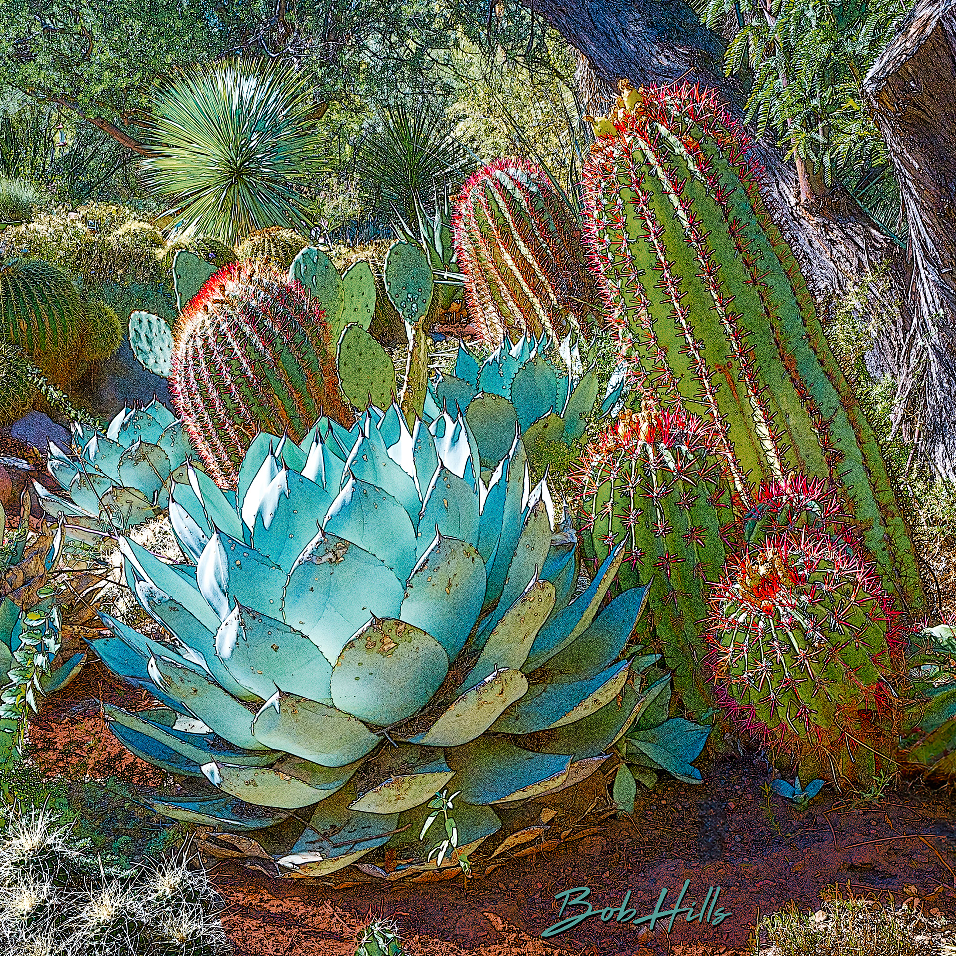 Sonoran Garden - 51 S