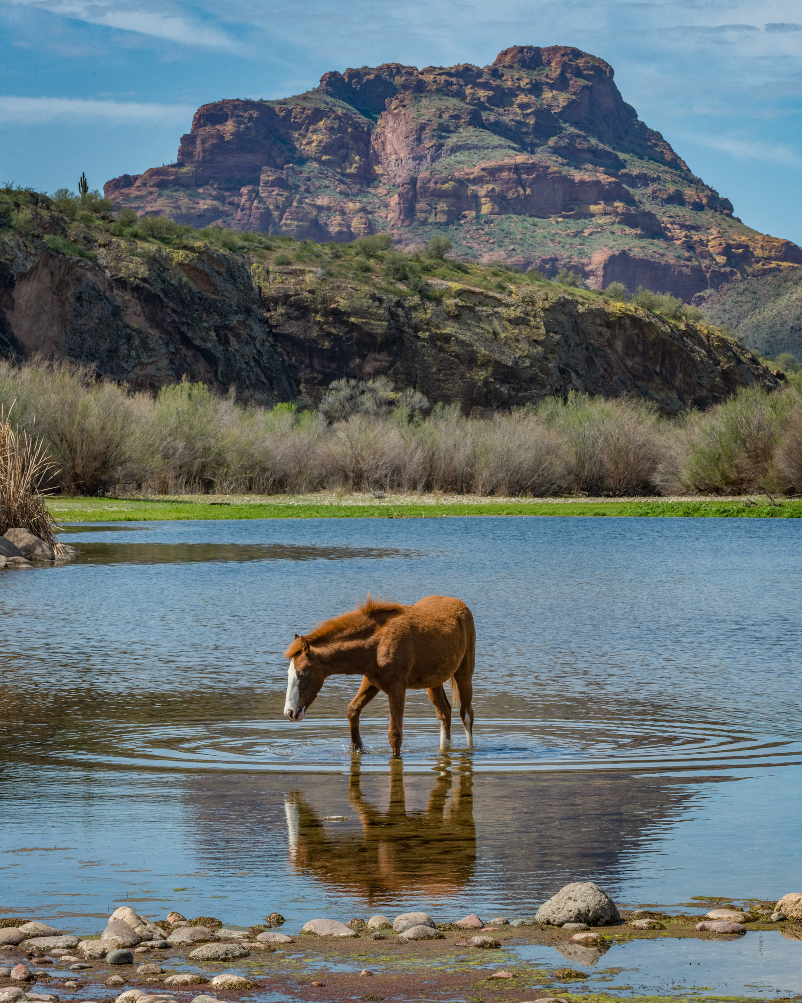 Wild Horse & Red Mountain