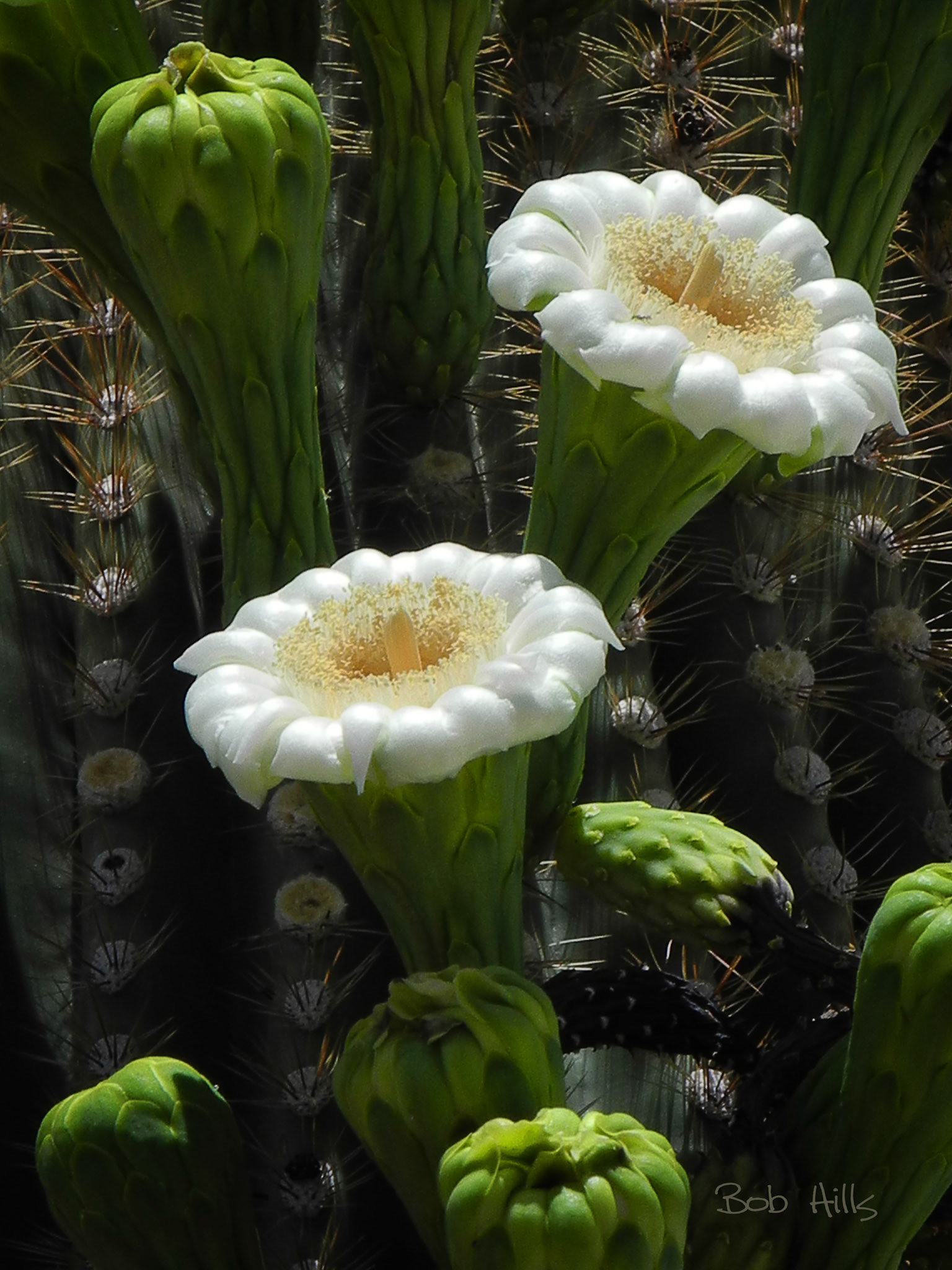 Saguaro Blooms