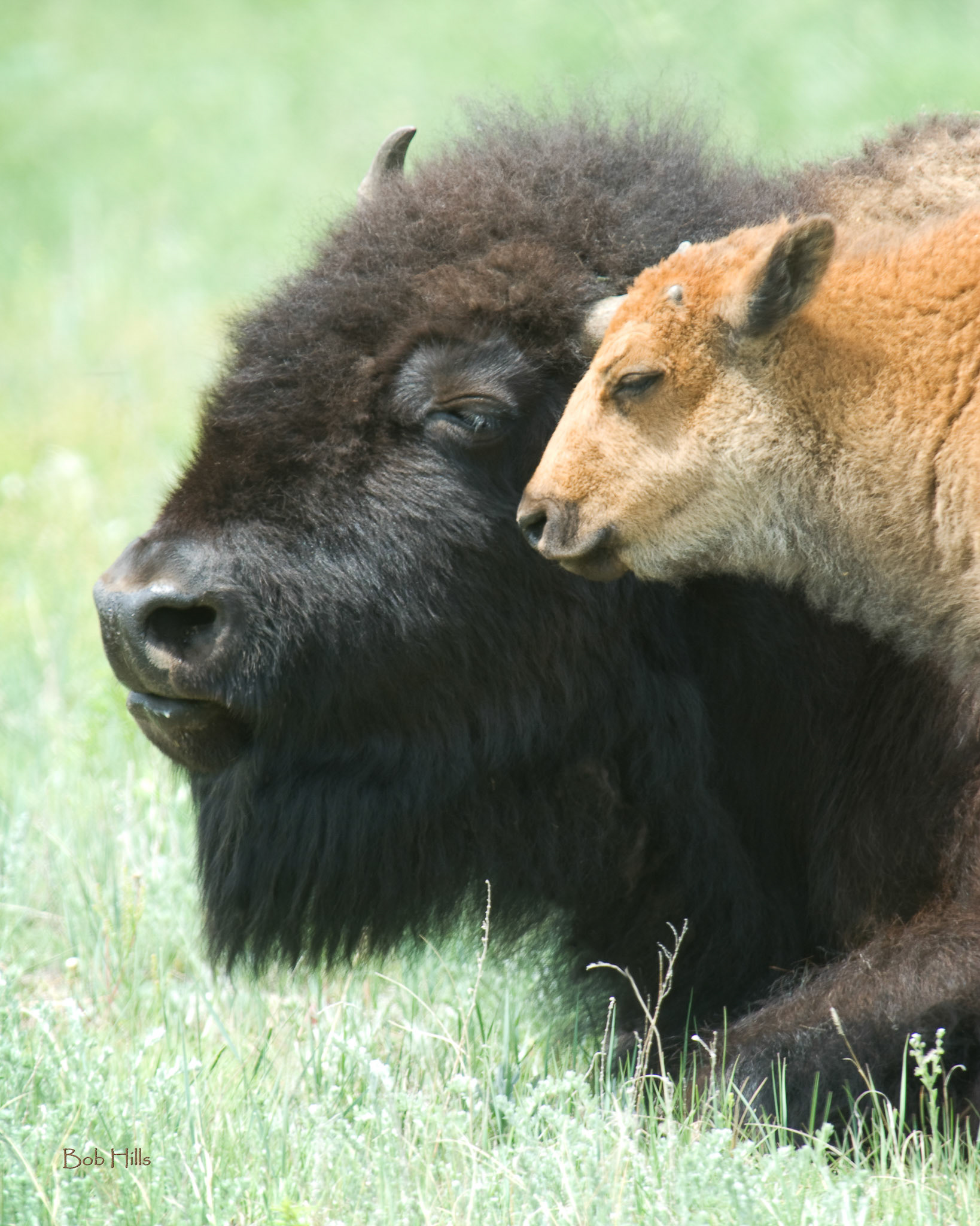 Tender Bison Moment