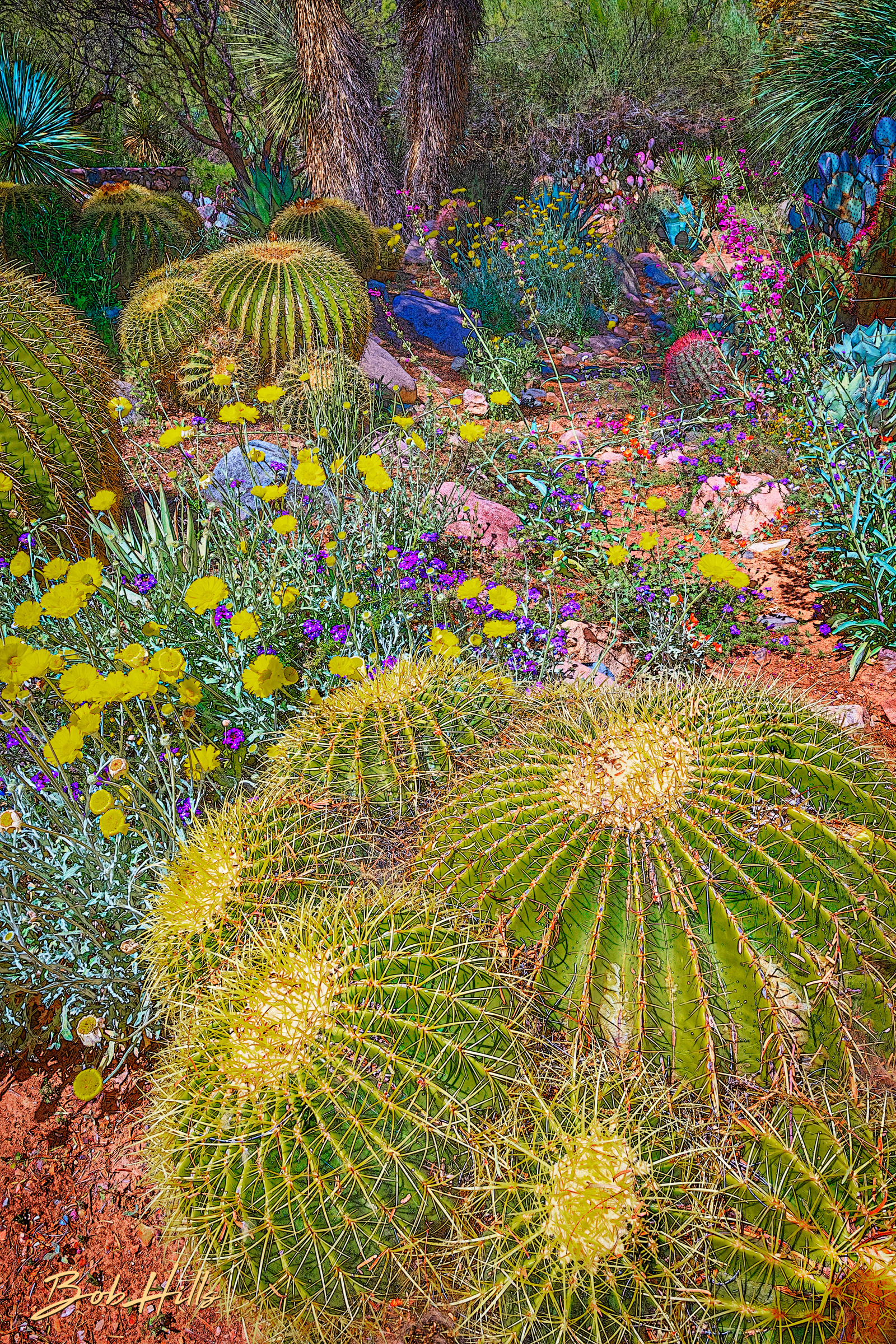Sonoran Garden - 24
