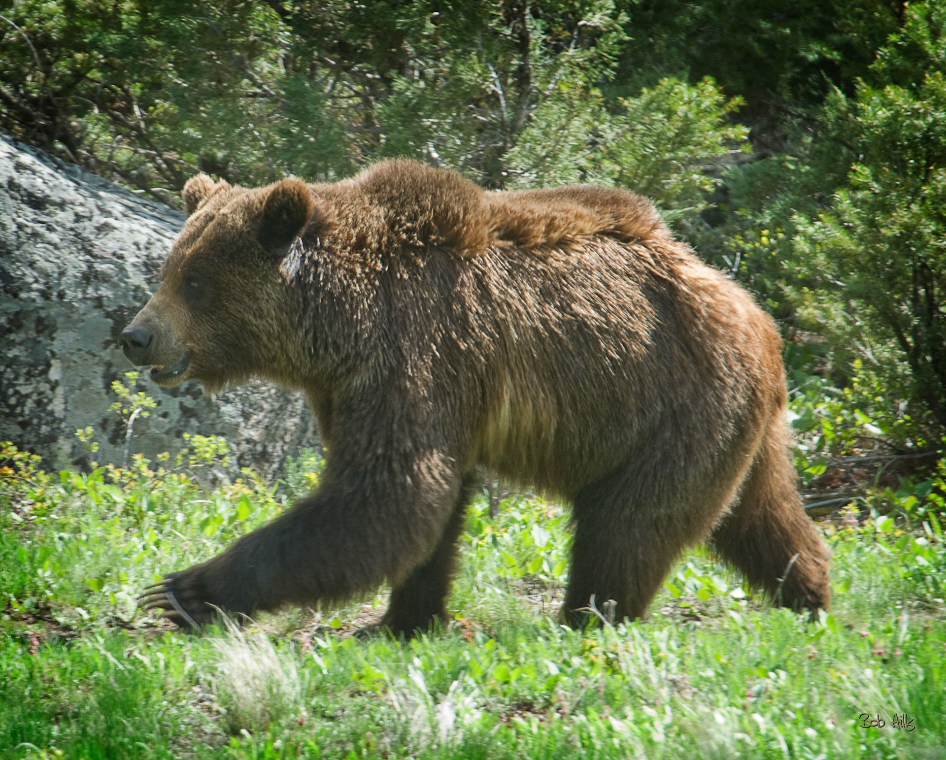 Grizzly 2