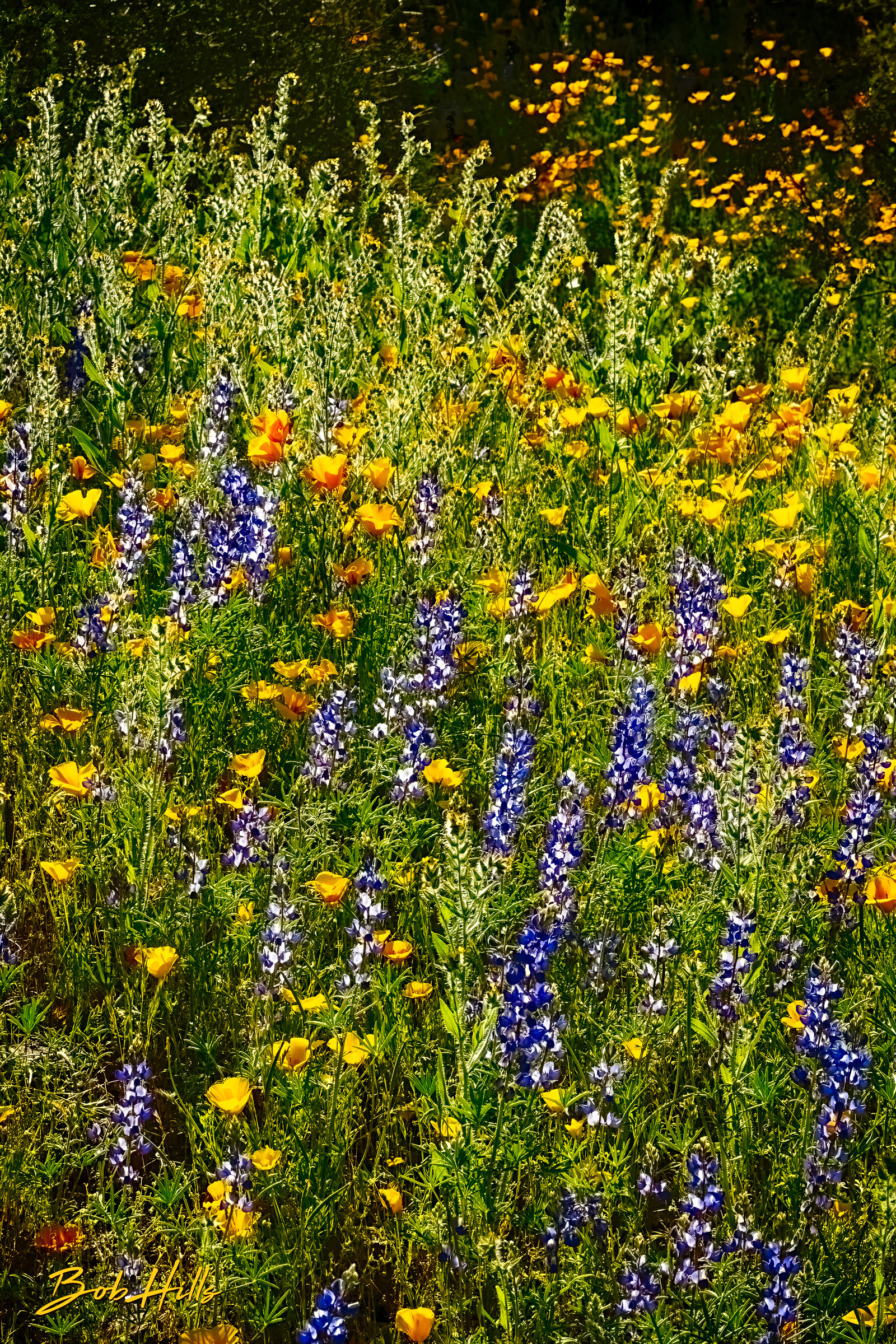 Natural Bouquet of Lupines & Poppies