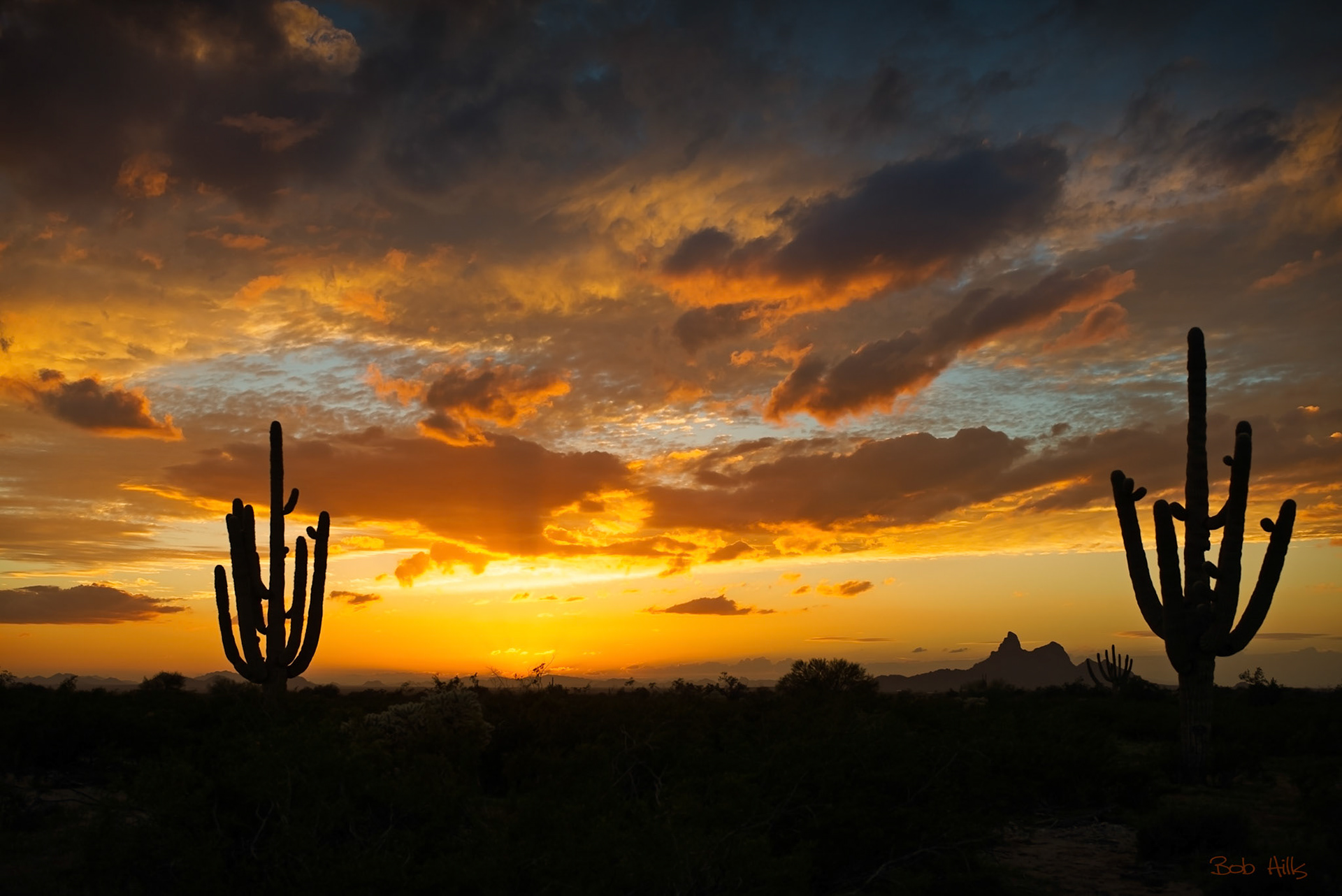 Two Saguaro Sunset
