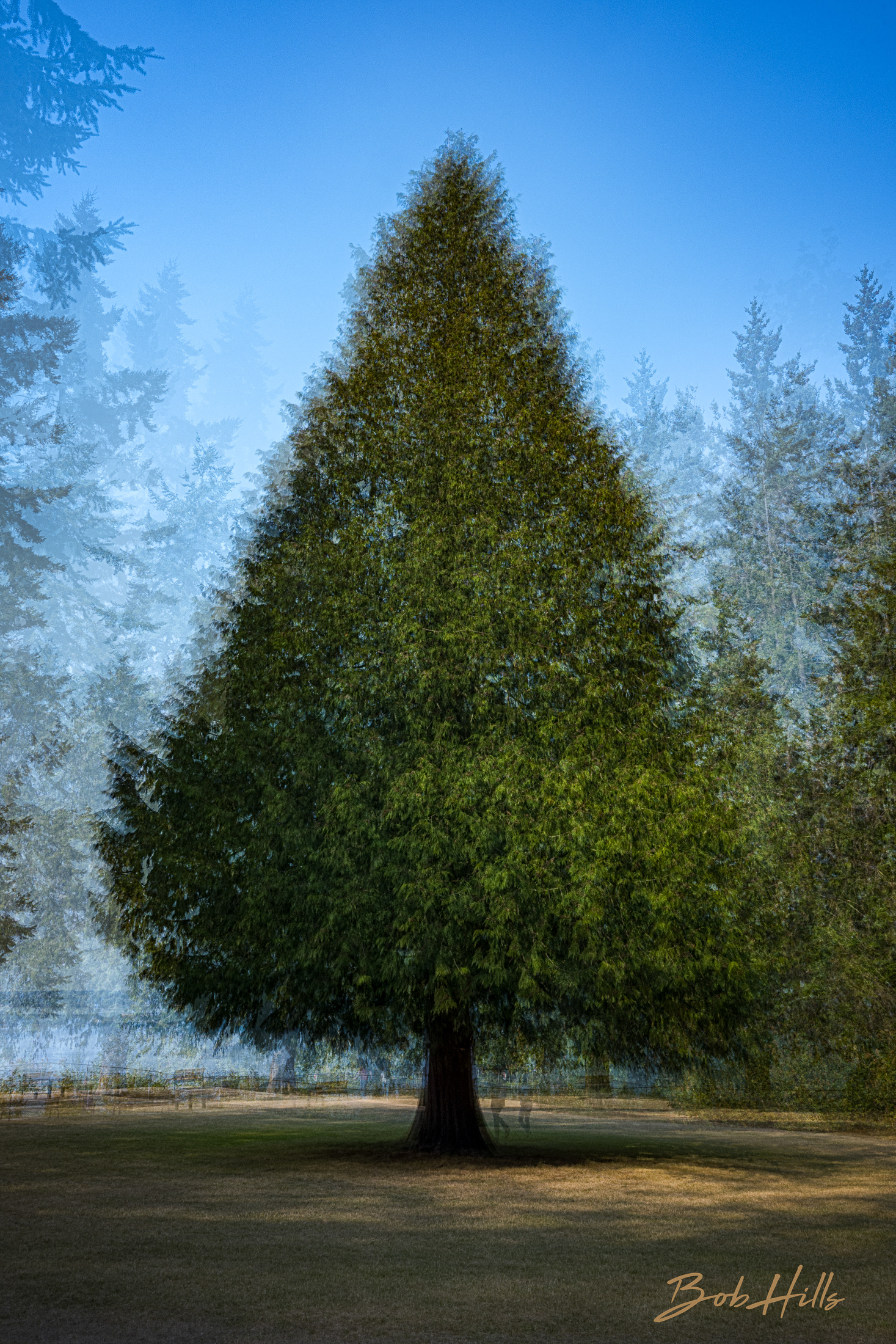 Cedar Tree In-The-Round