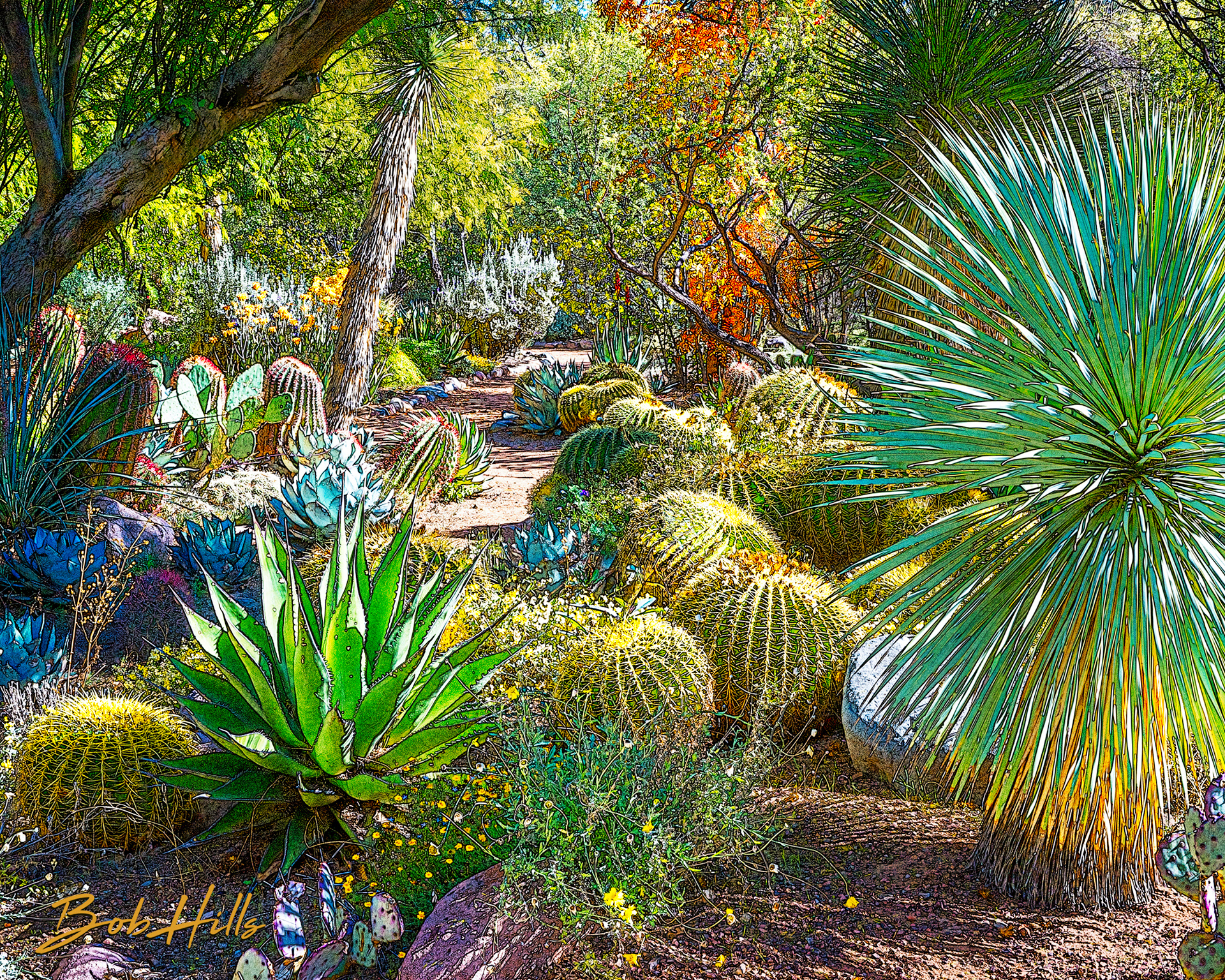 Sonoran Garden - 50