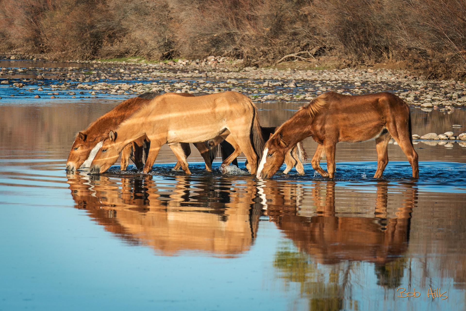 Wild Horses Reflecting in Salt River