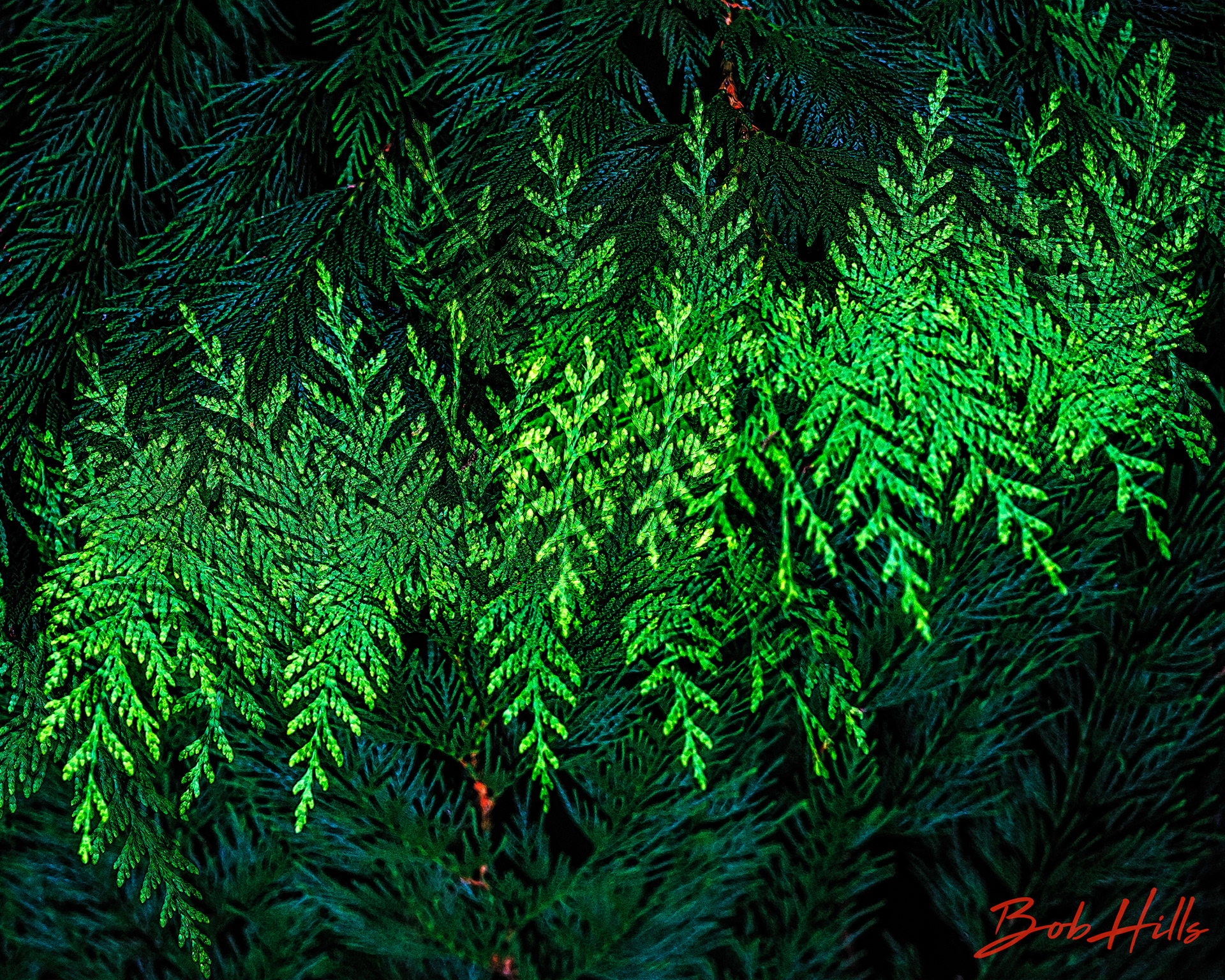 Intersection of Cedar Boughs