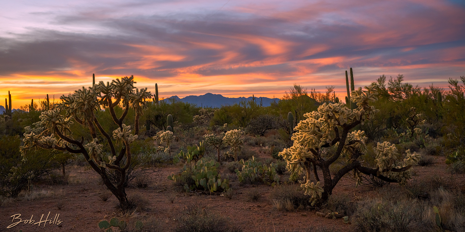 Pair of Cholla