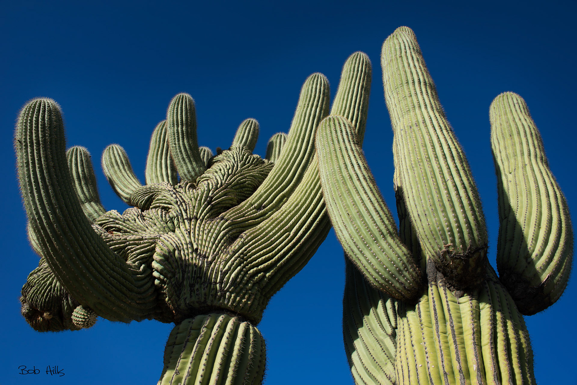 Sabino Canyon