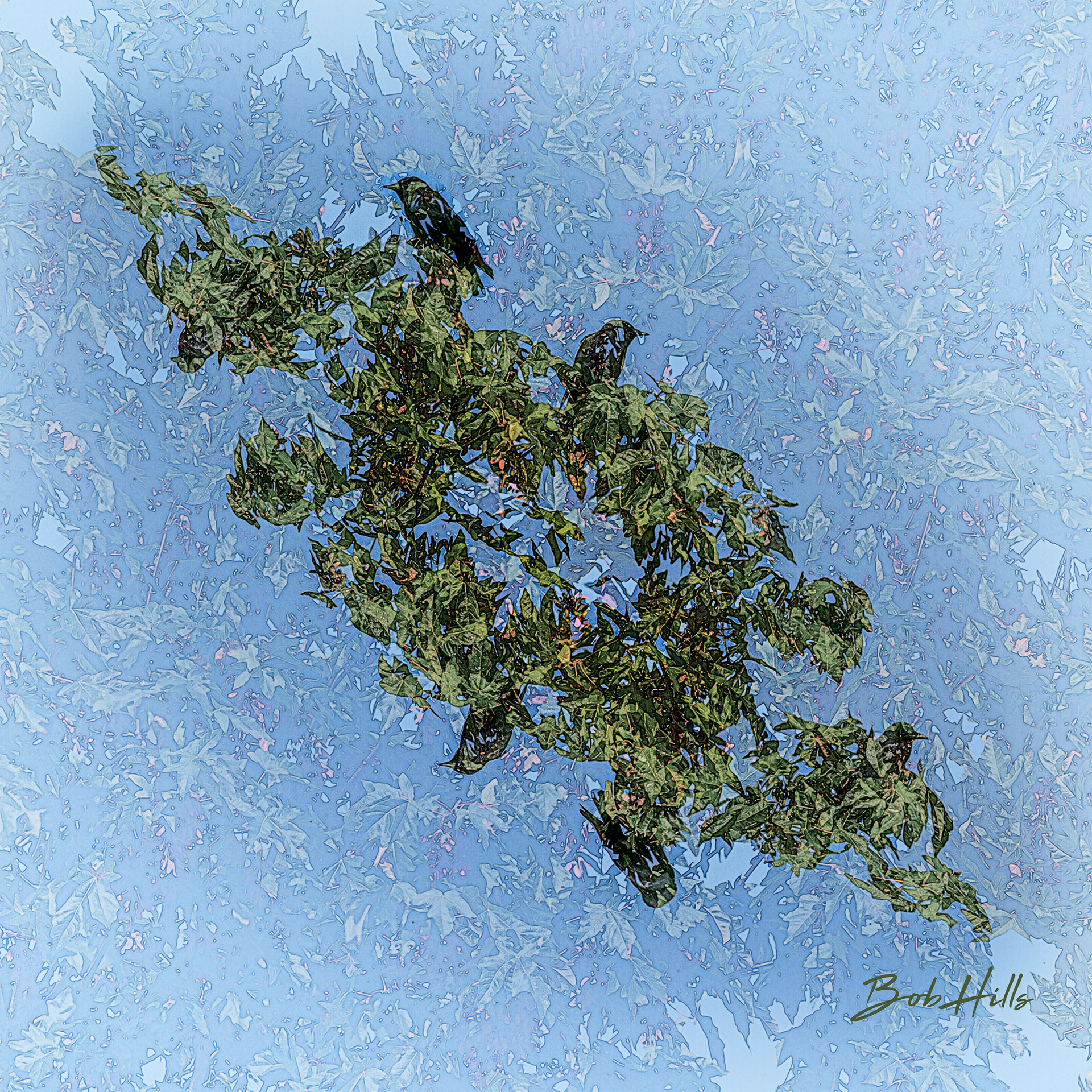 Intersection - Blackbirds