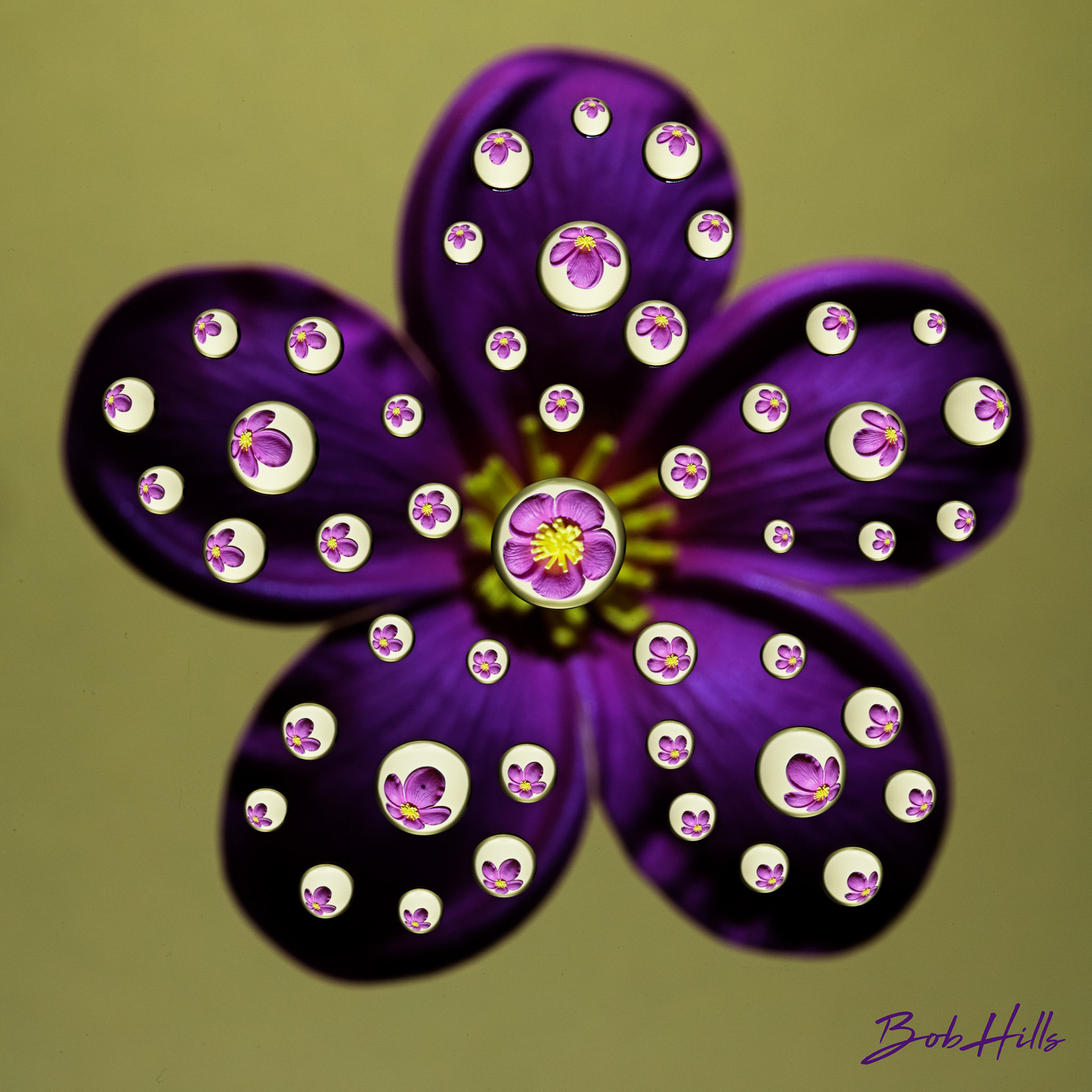 Purple Flower