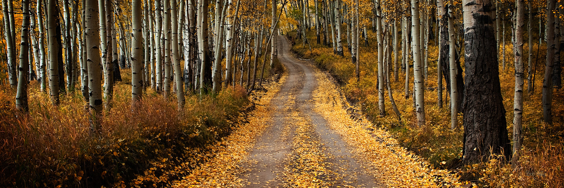 Last Dollar Aspen Grove