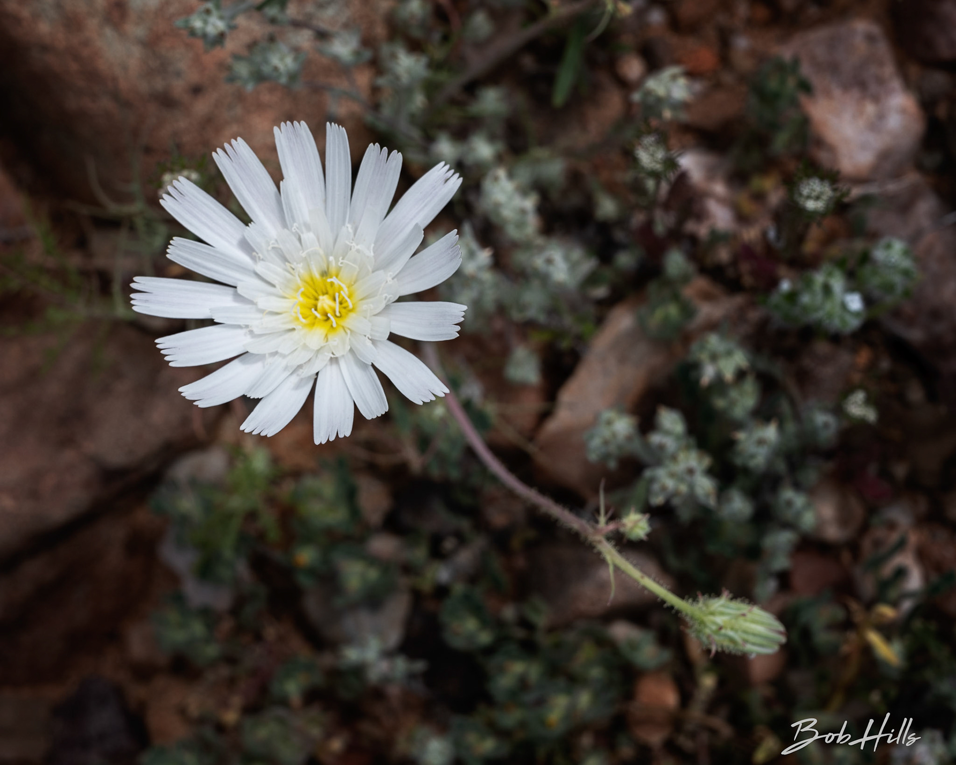 Desert Chicory Close Up