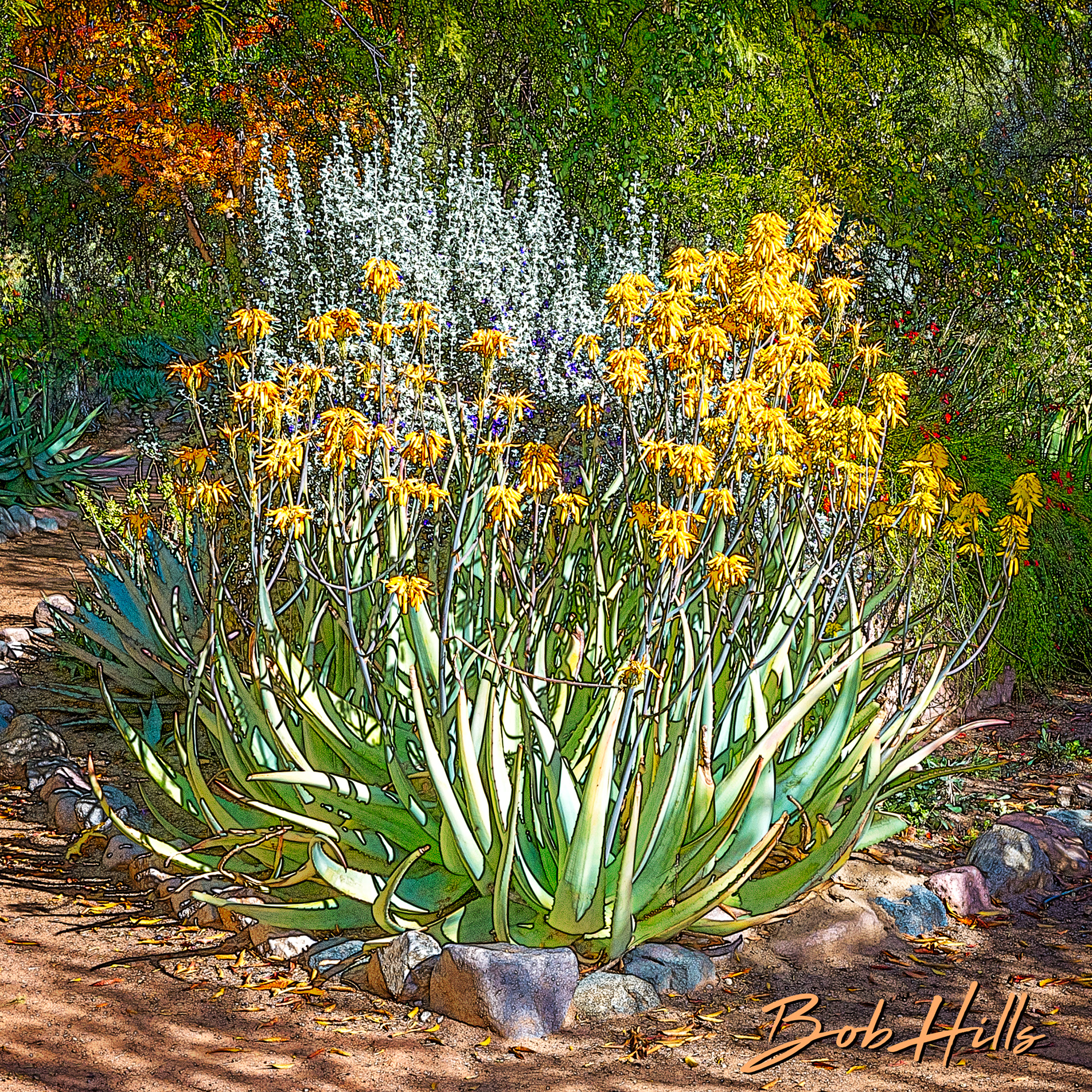 Sonoran Garden - 53 S