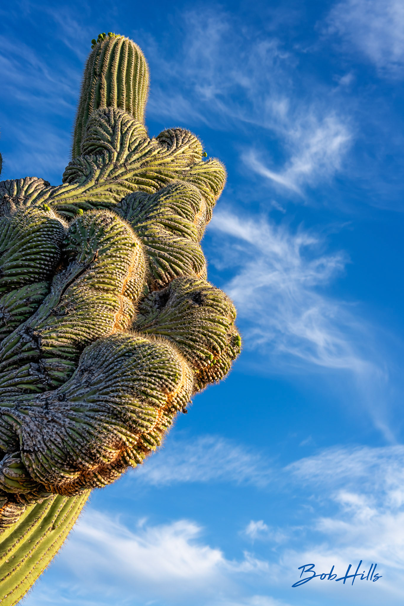 Soza Crested Saguaro No 3