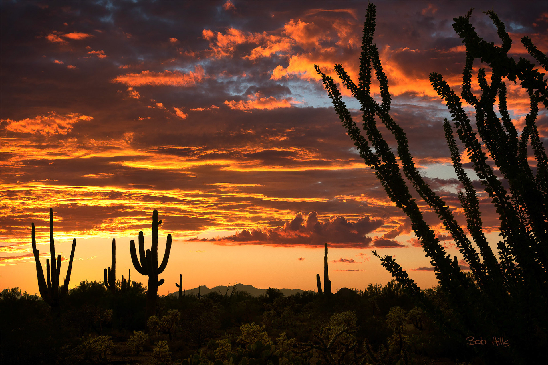Ocotilla Sunset