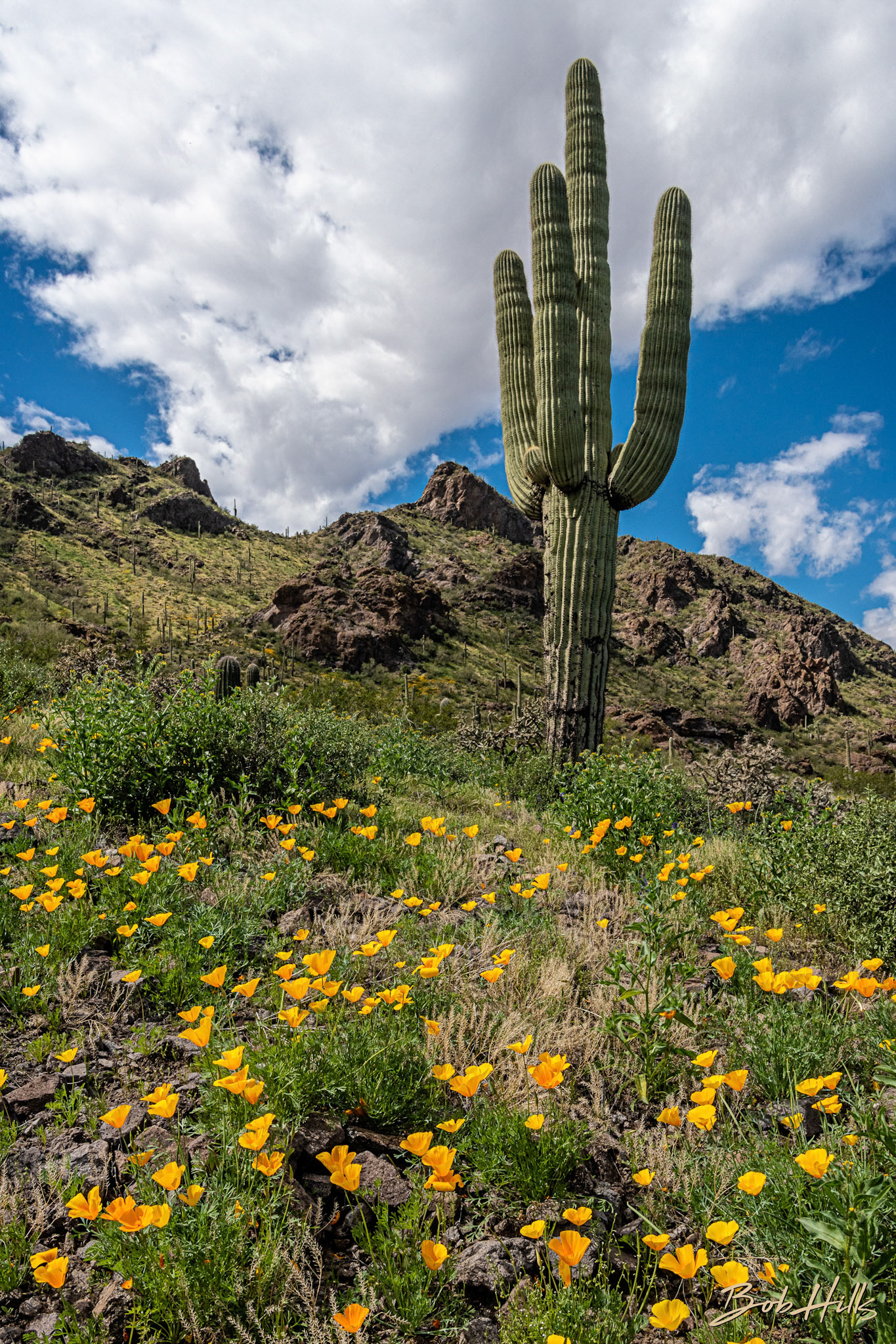 Picacho Cactus and Poppies