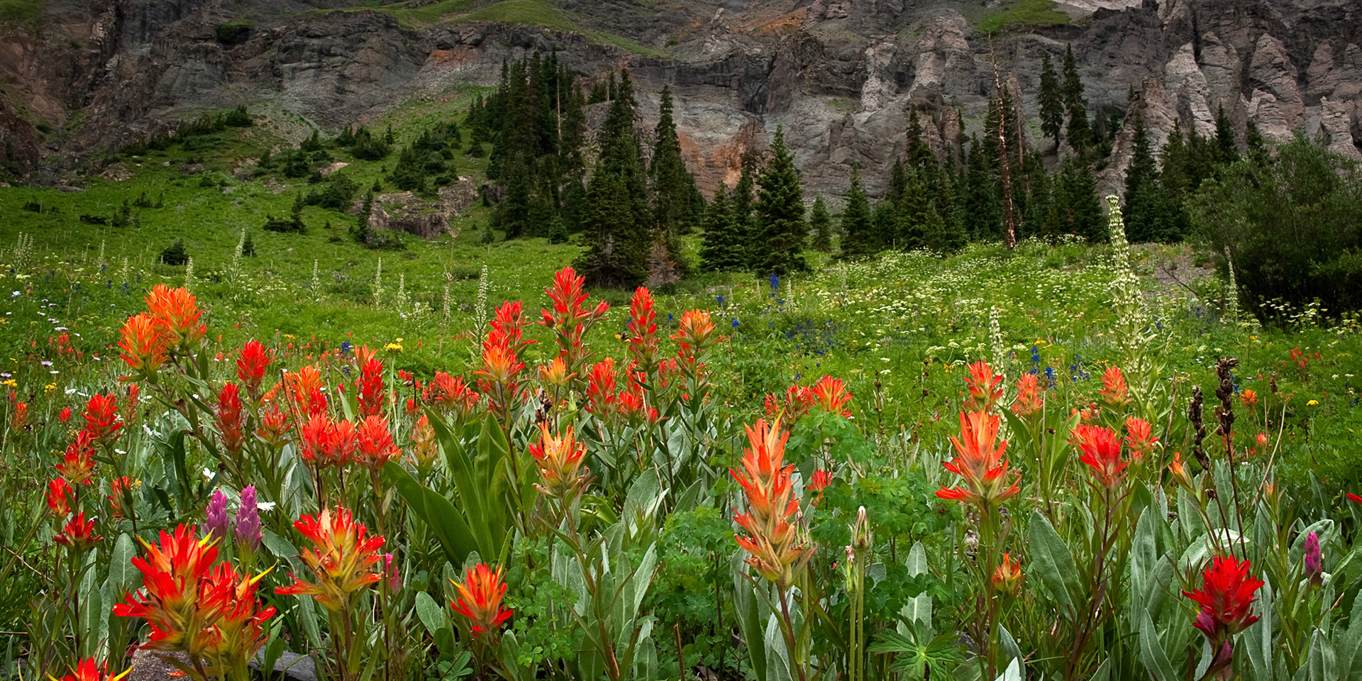 Hillside Paintbrush