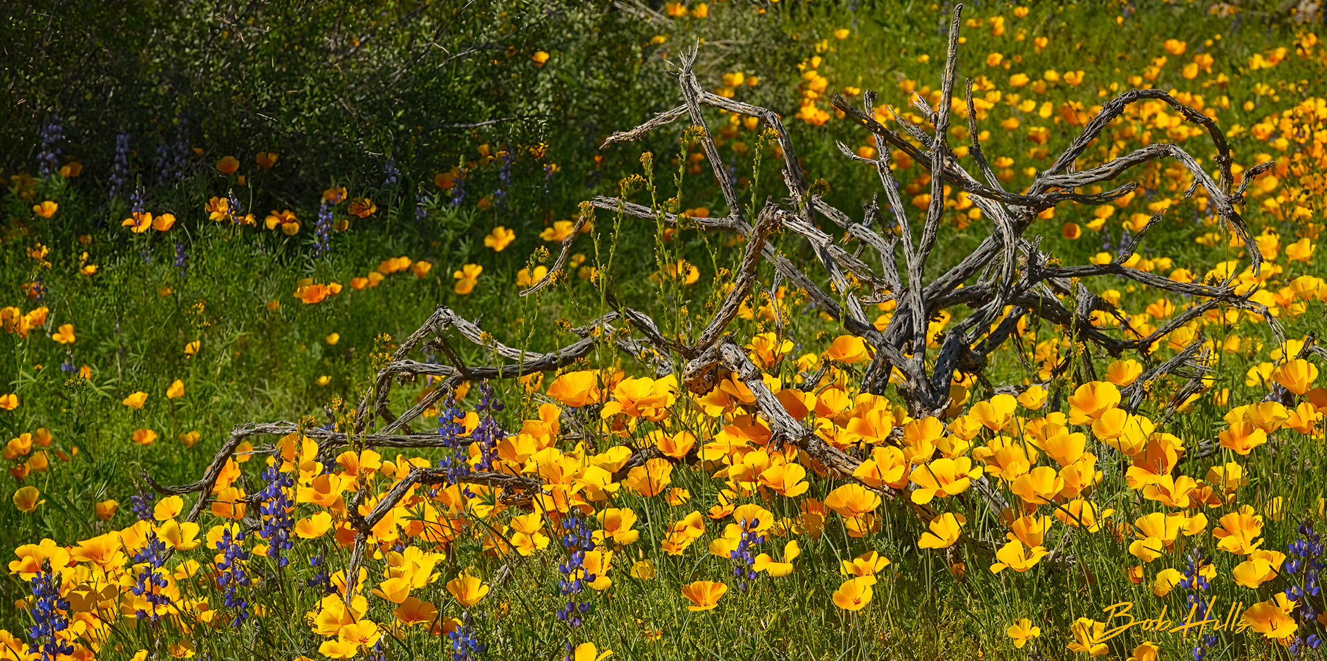 Dead Cholla & Wildflowers