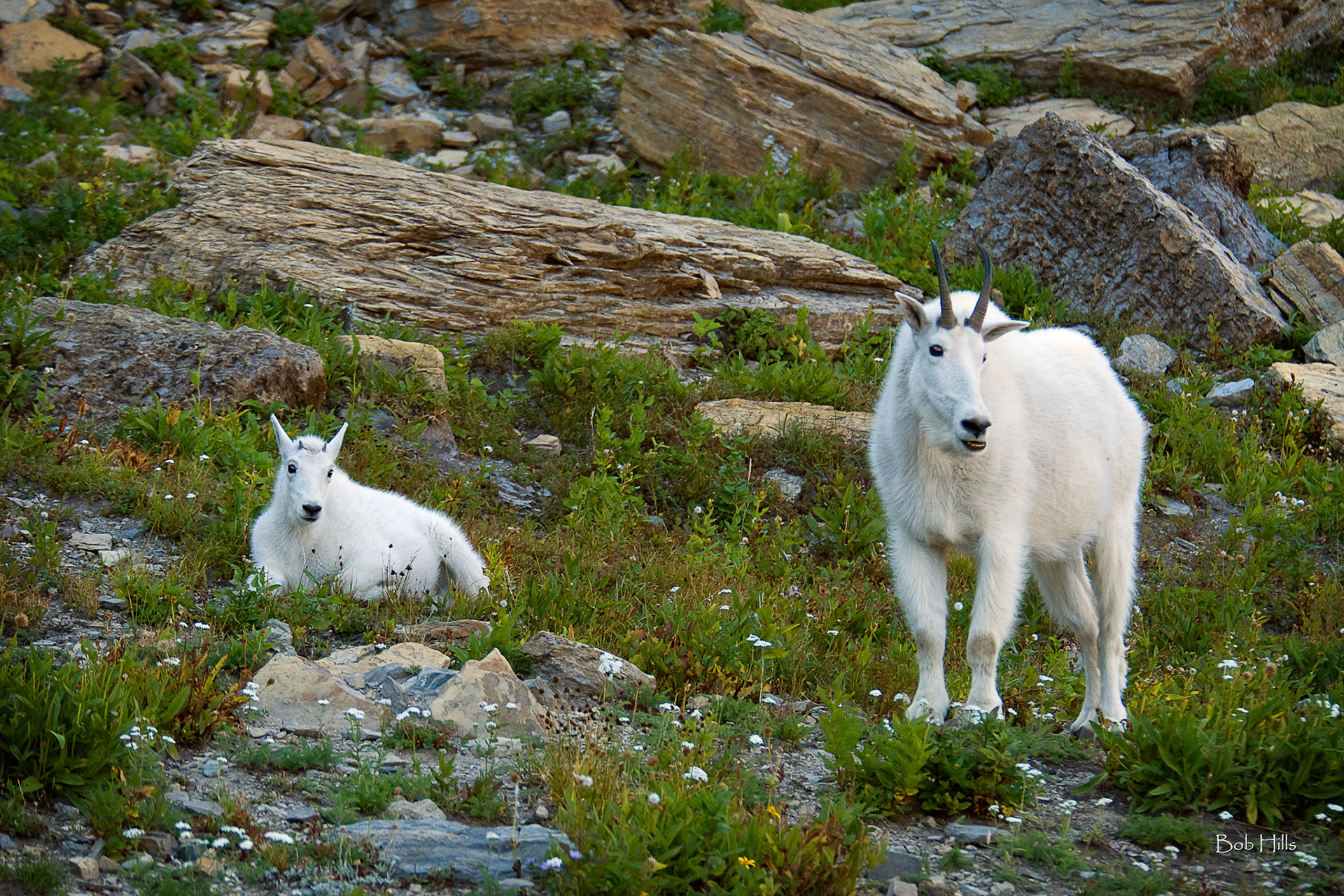 Mountain Goat Ewe & Kid