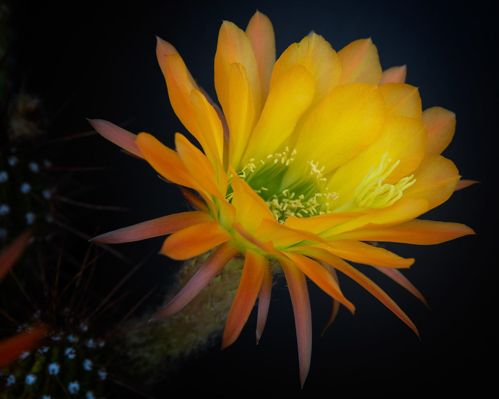 Trichocereus 3