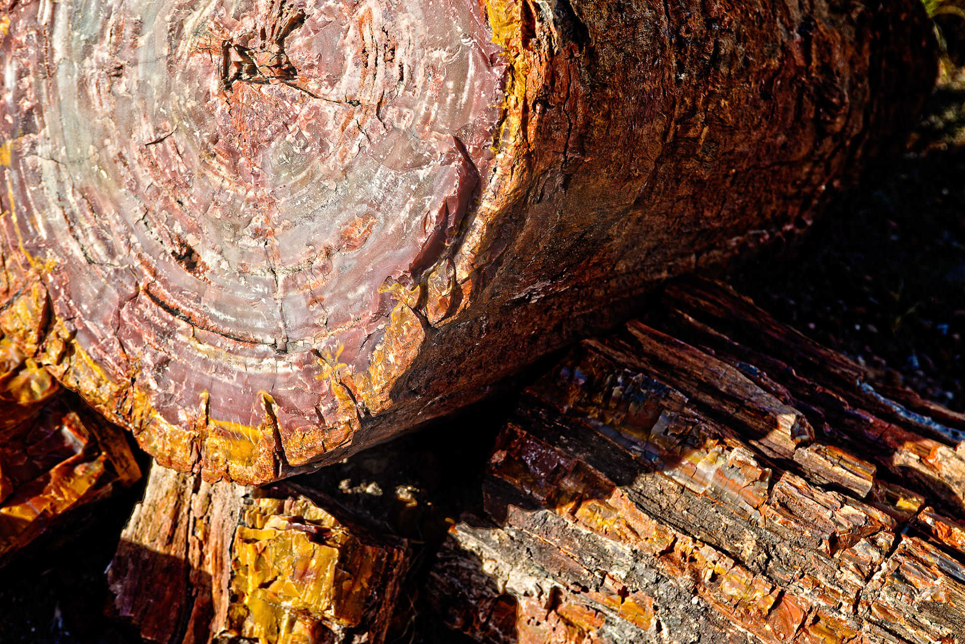 Petrified Forest