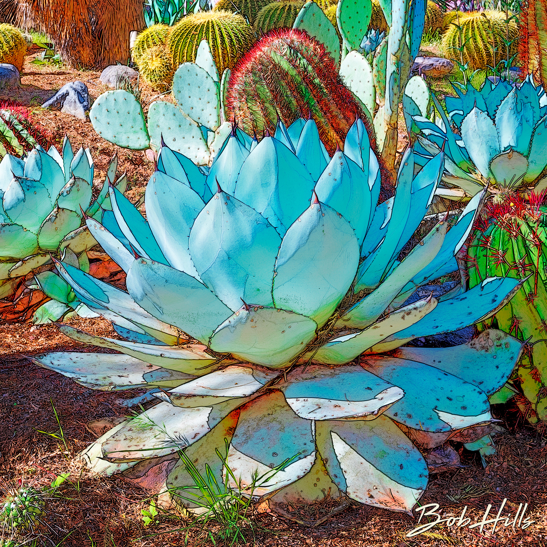 Sonoran Garden - 10 S