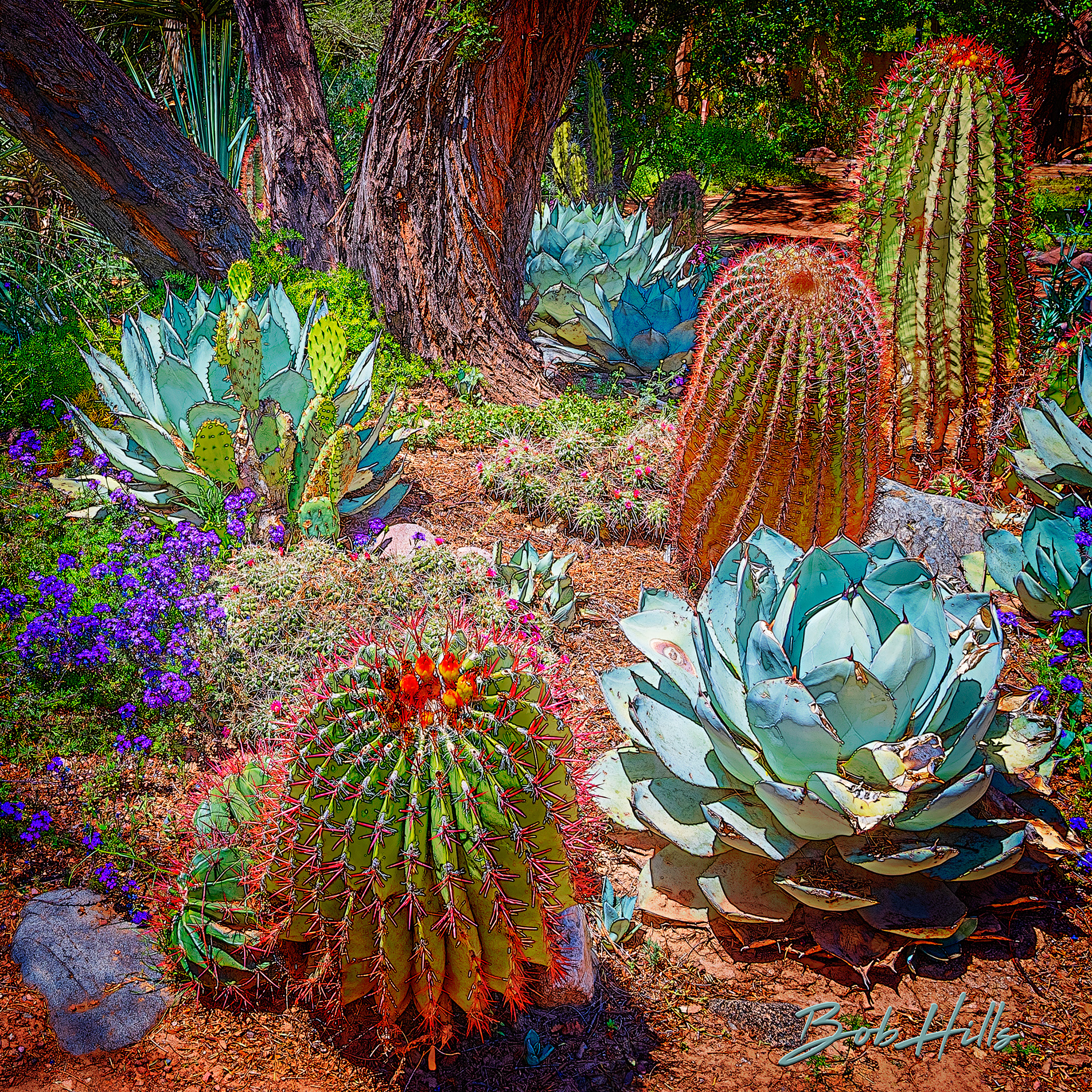 Sonoran Garden - 26 S