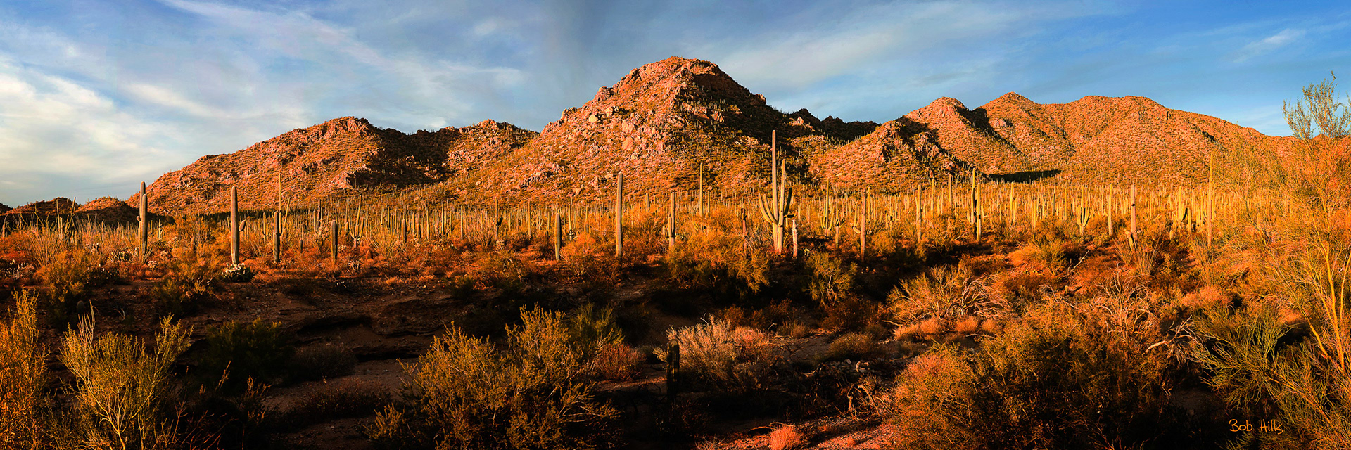Saguaro