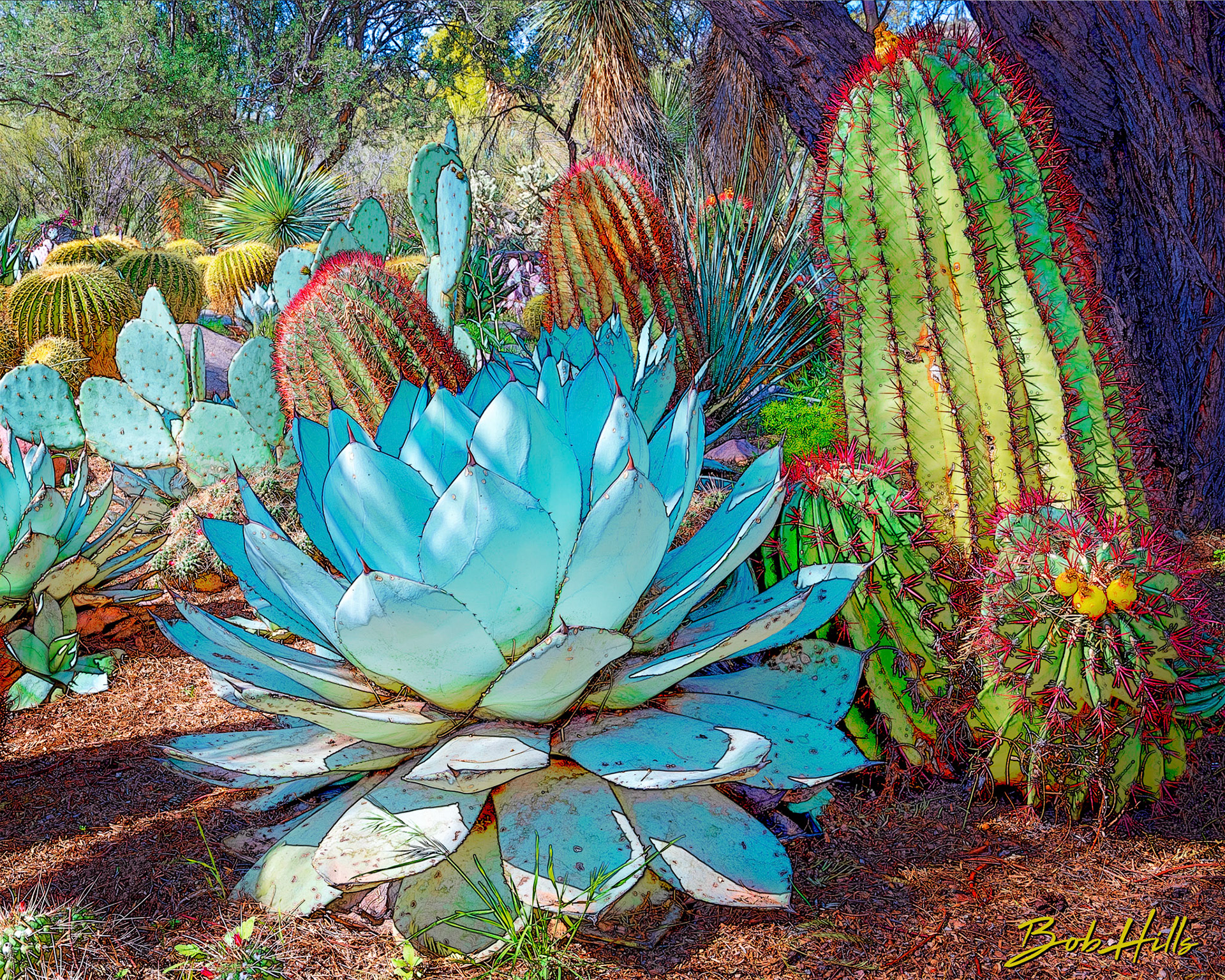 Sonoran Garden - 3