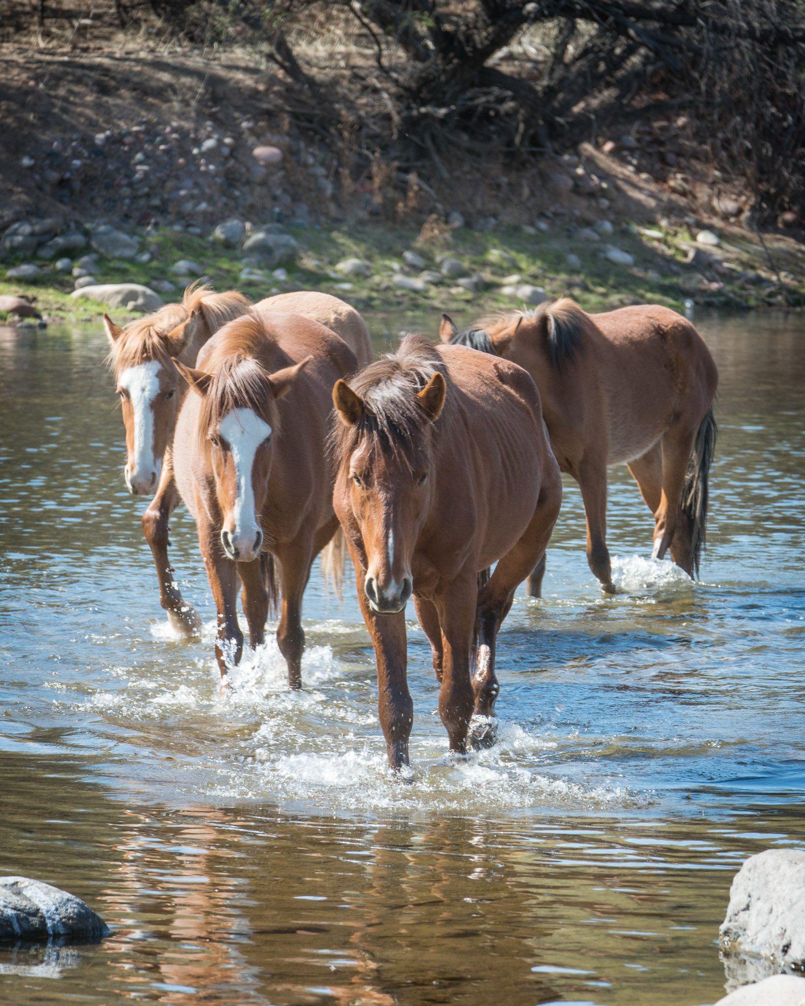 Wild Horses Coming Across Salt River