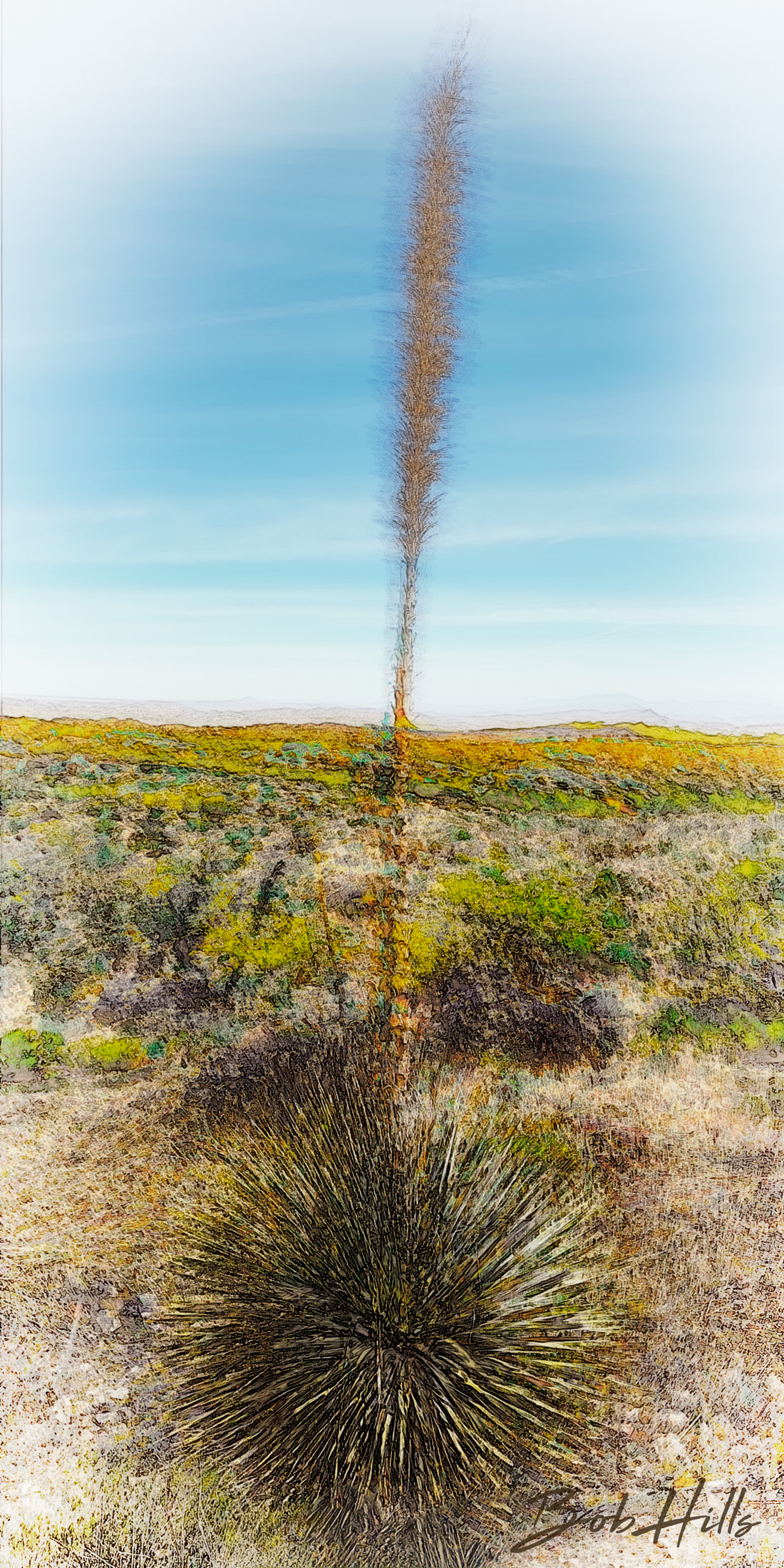 Blooming Yucca