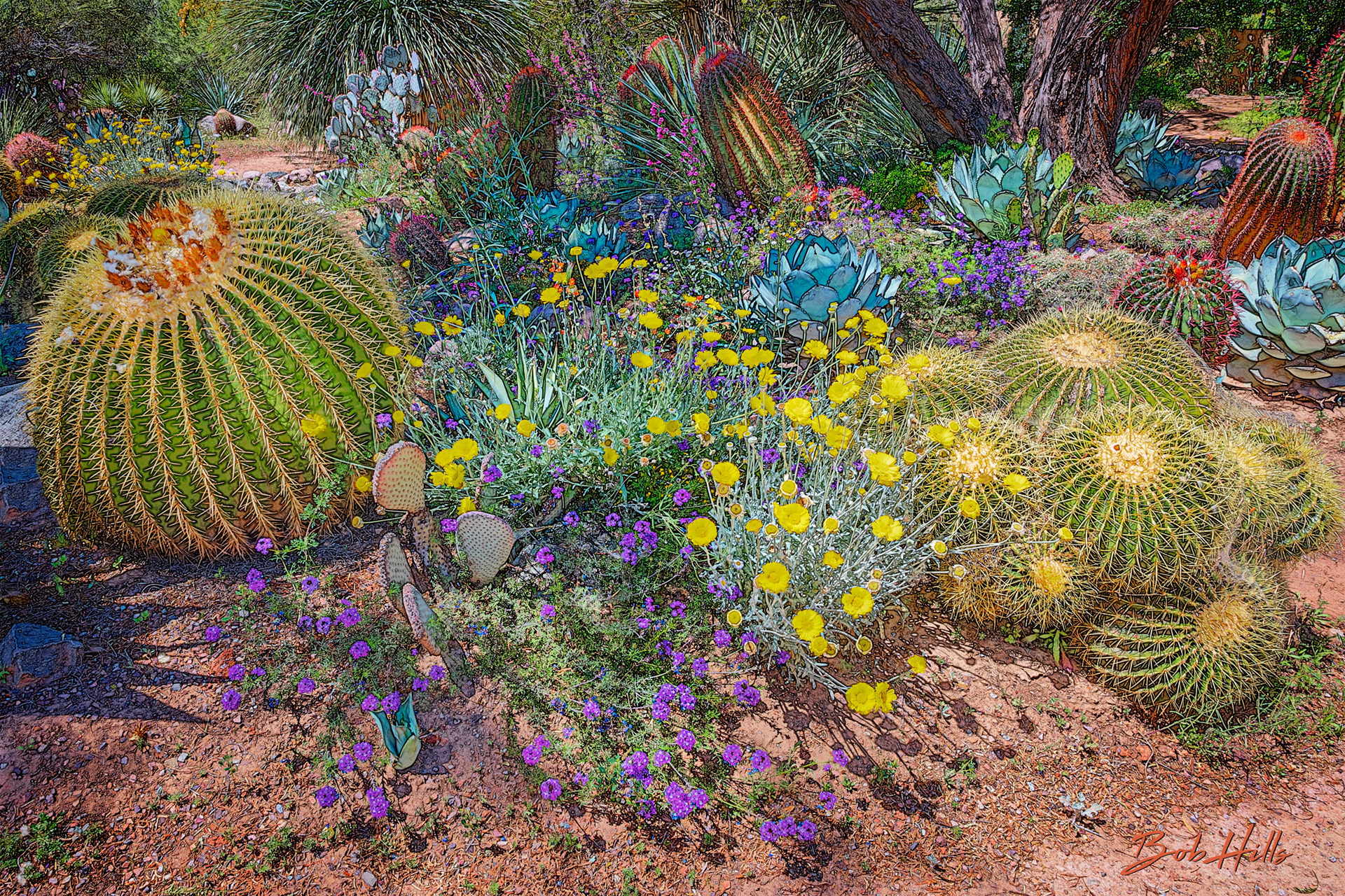 Sonoran Garden - 27