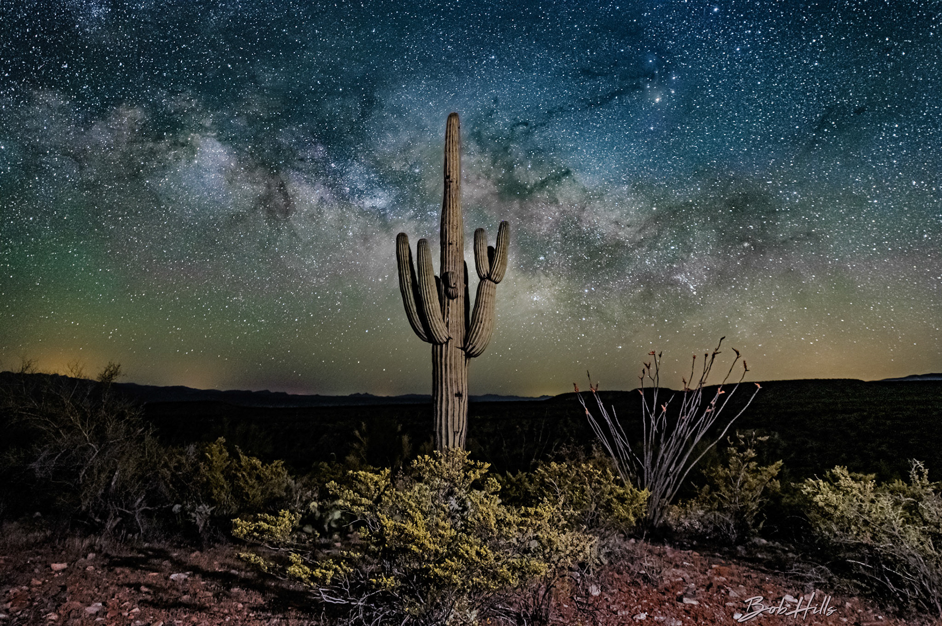 Saguaro and Ocotillo