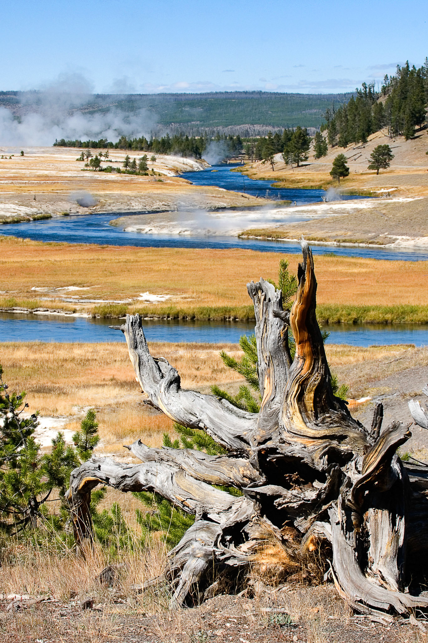 Yellowstone