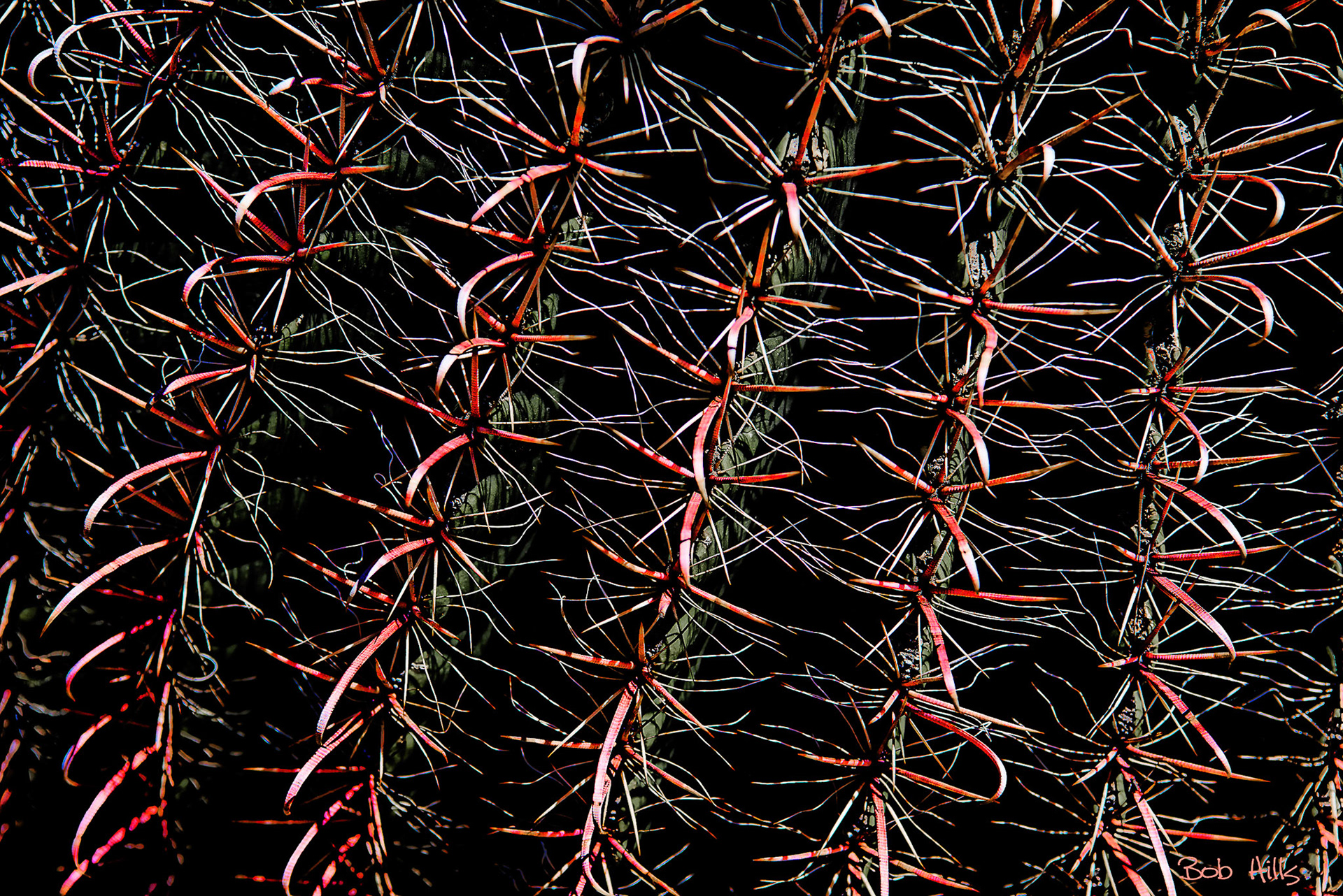 Barrel Cactus Abstract No 4