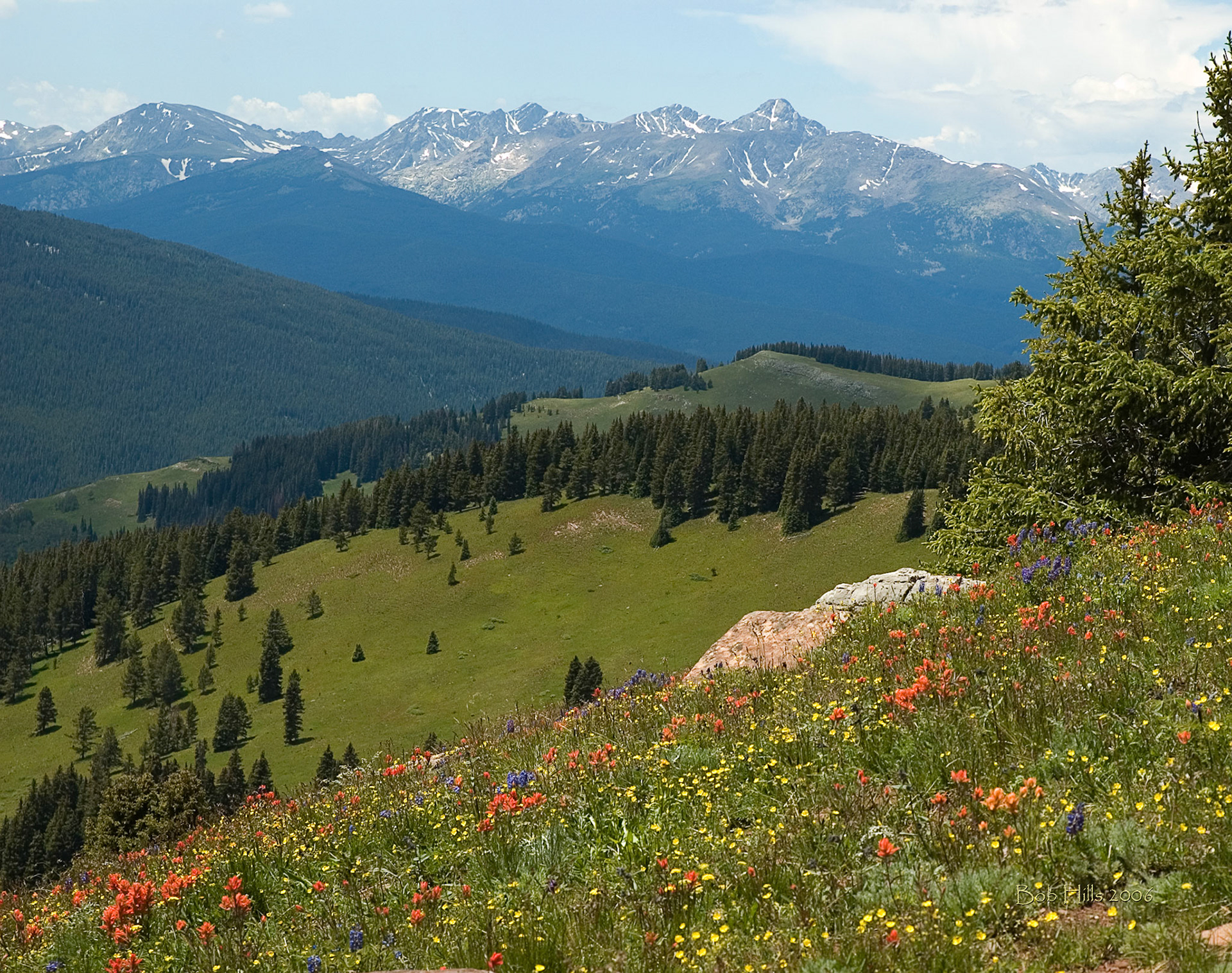 Flowers with Mt Holy Cross