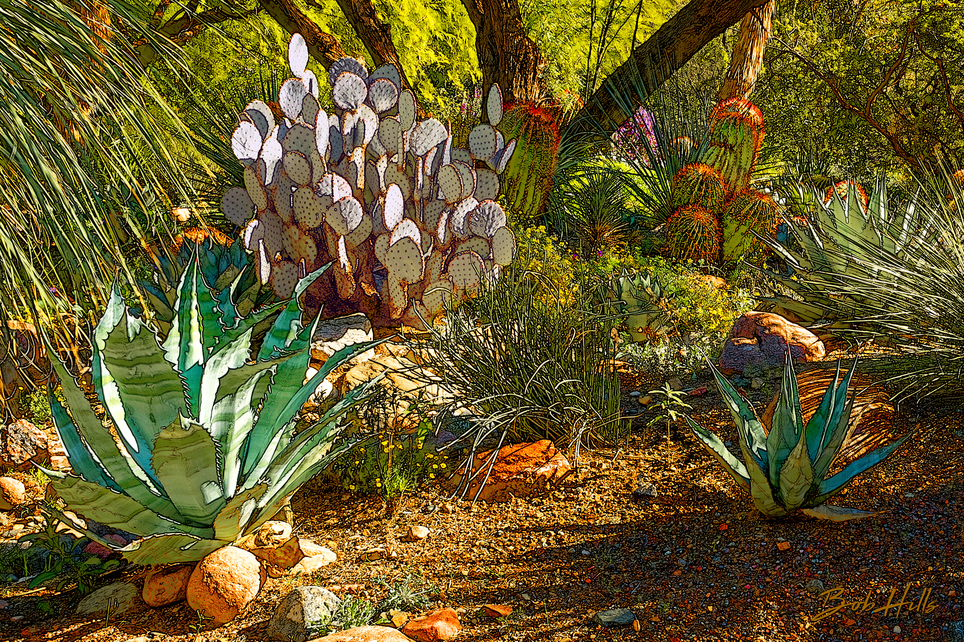 Sonoran Garden - 42